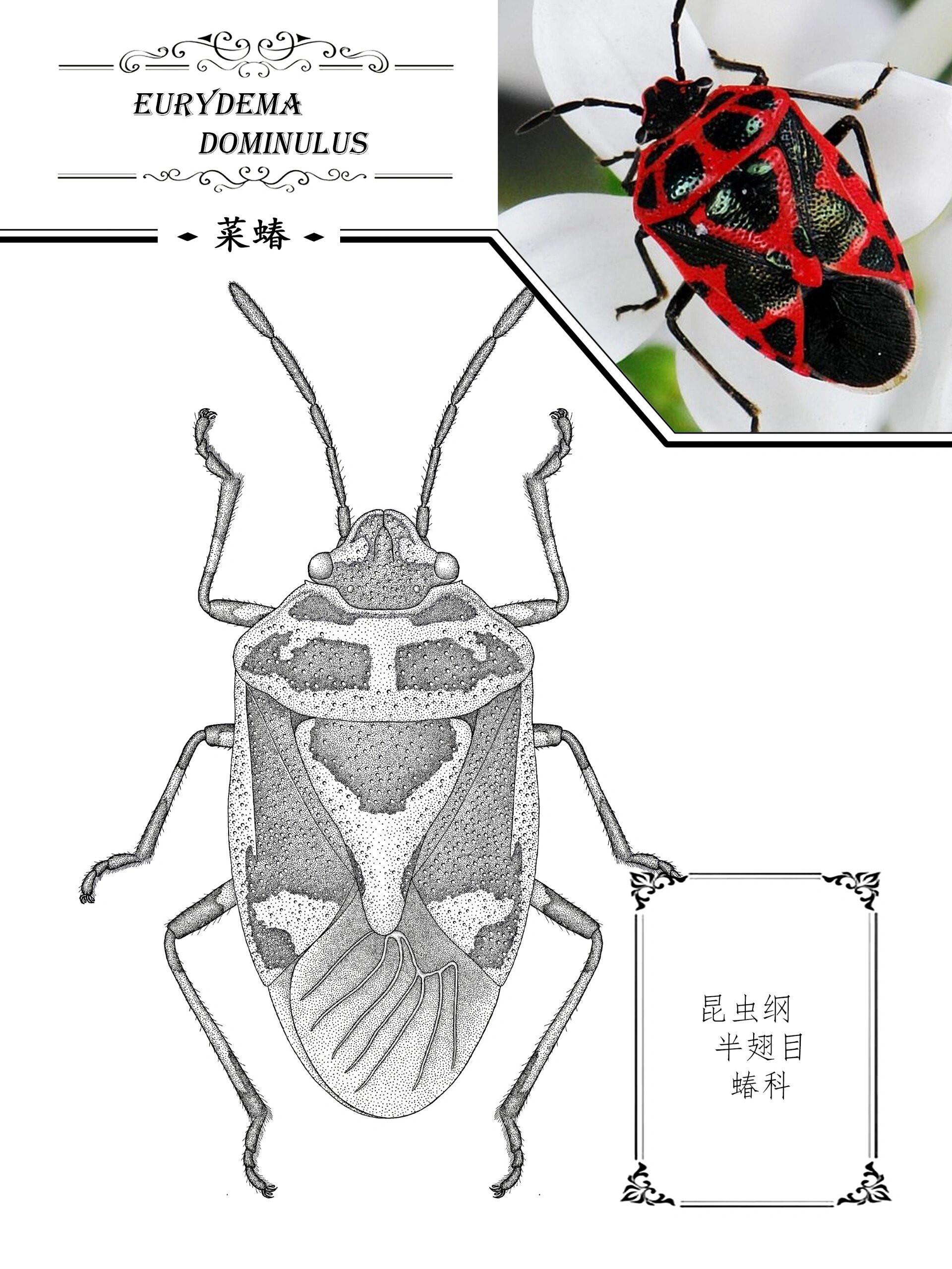 椿虫简笔画图片