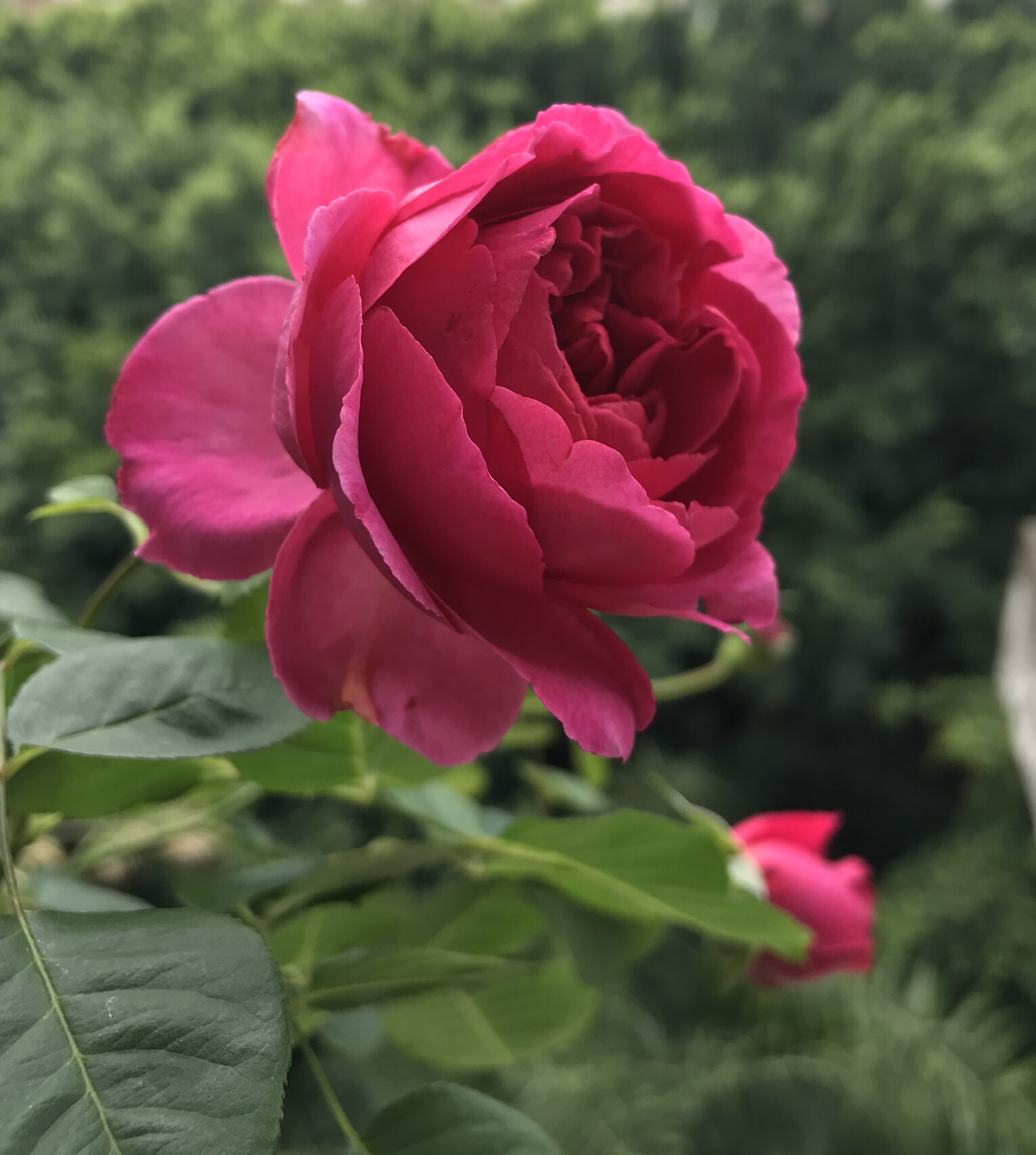 伊芙胭脂口红💄月季