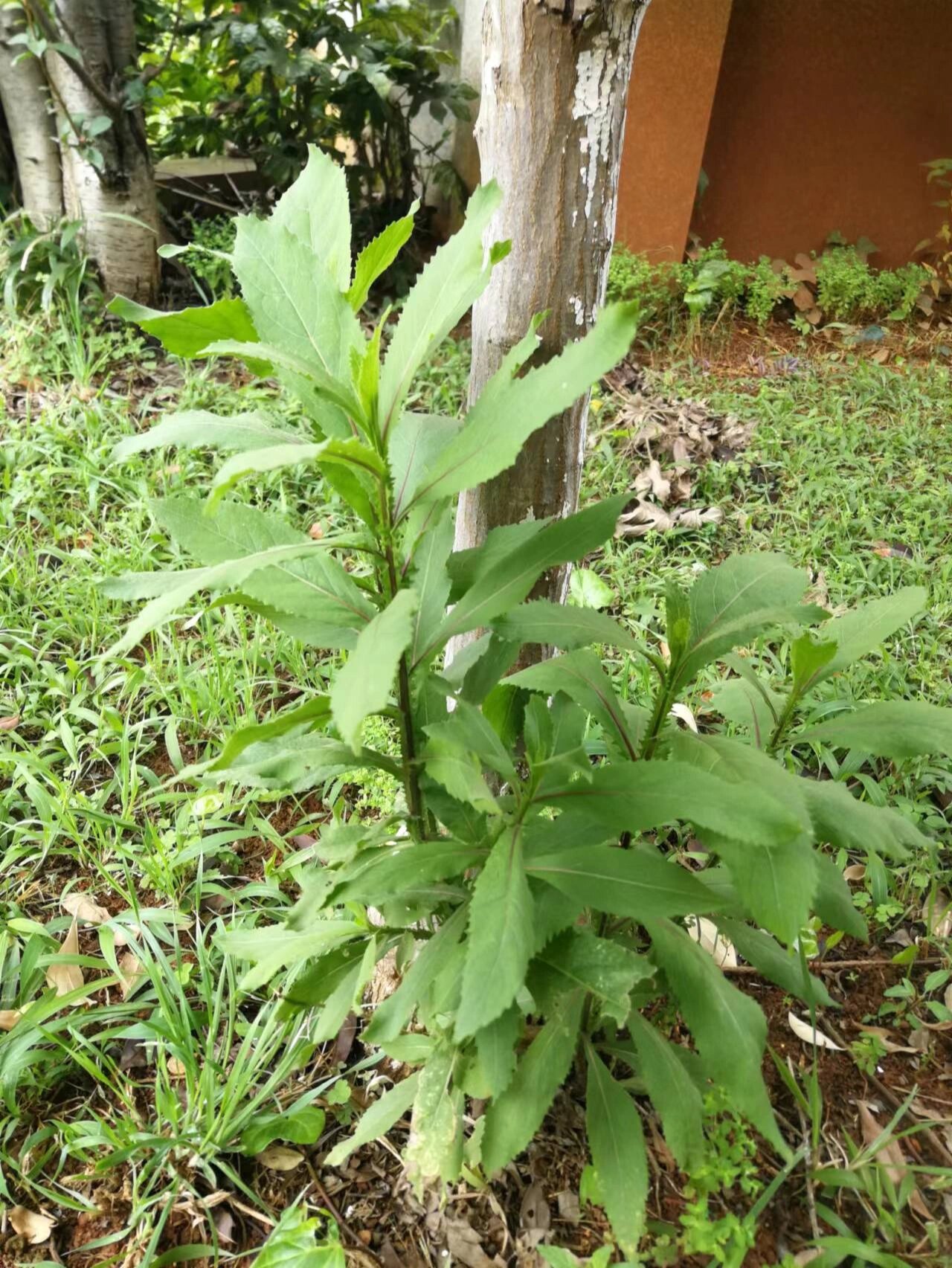 秋天需要这棵草 朋友吃多了燥热的食物,扁桃体发炎了,让他去院子里找