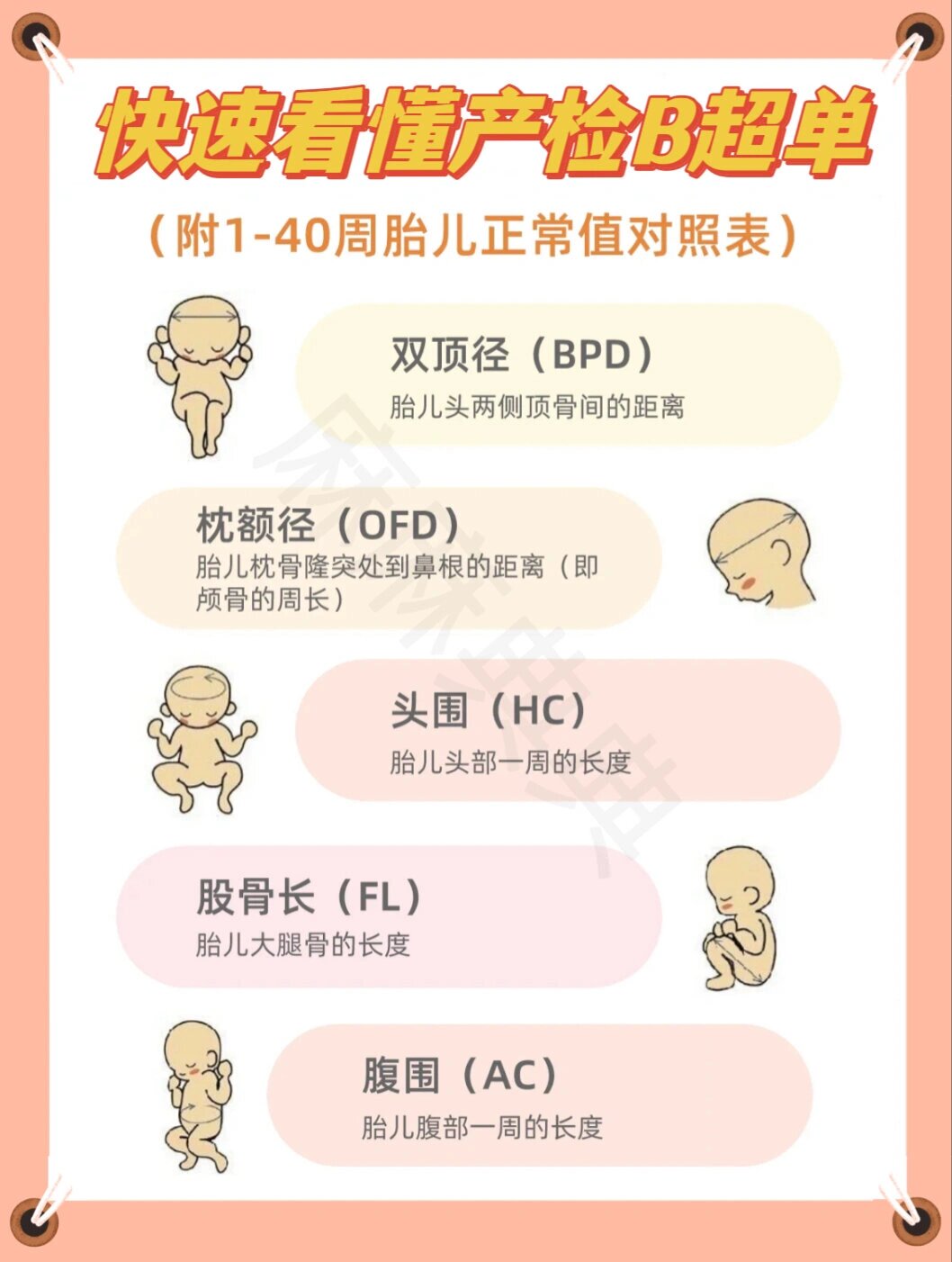 1-40周胎儿正常值对照表