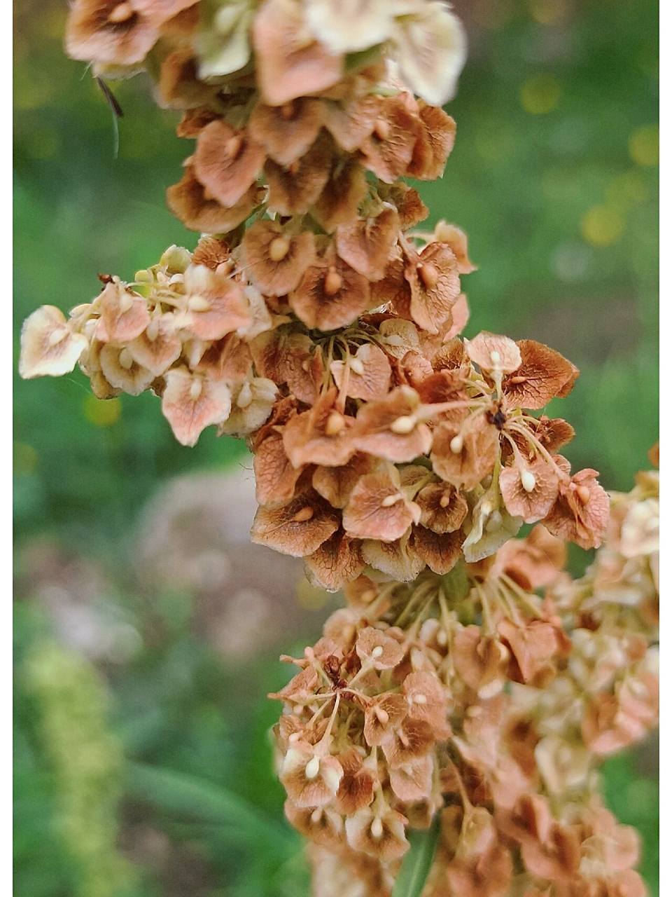 杨铁叶子 杨铁叶子植株高1米左右,茎粗壮,多数不分枝,有沟槽;基生叶有