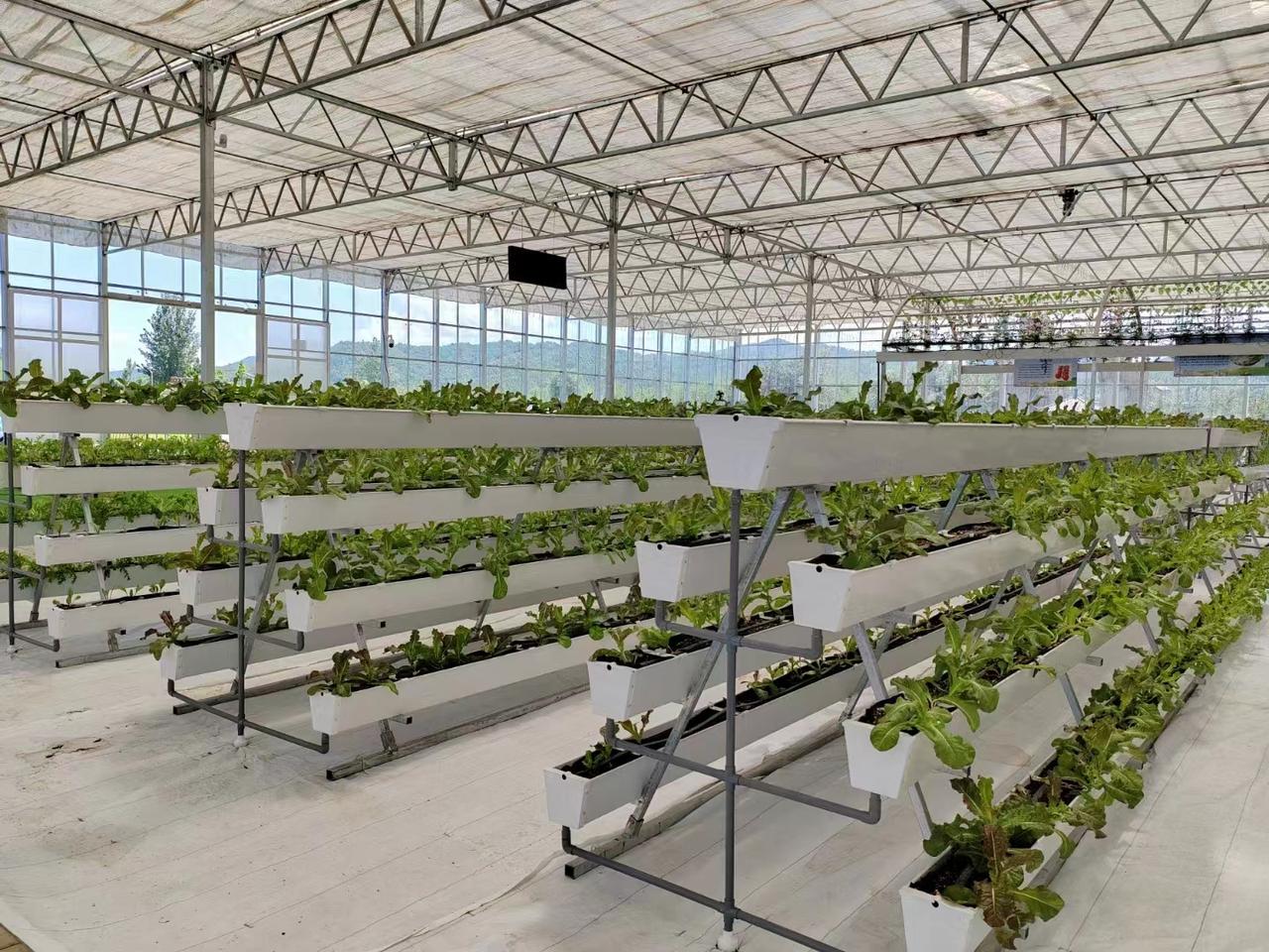 温室大棚,农业丰收的新保障137