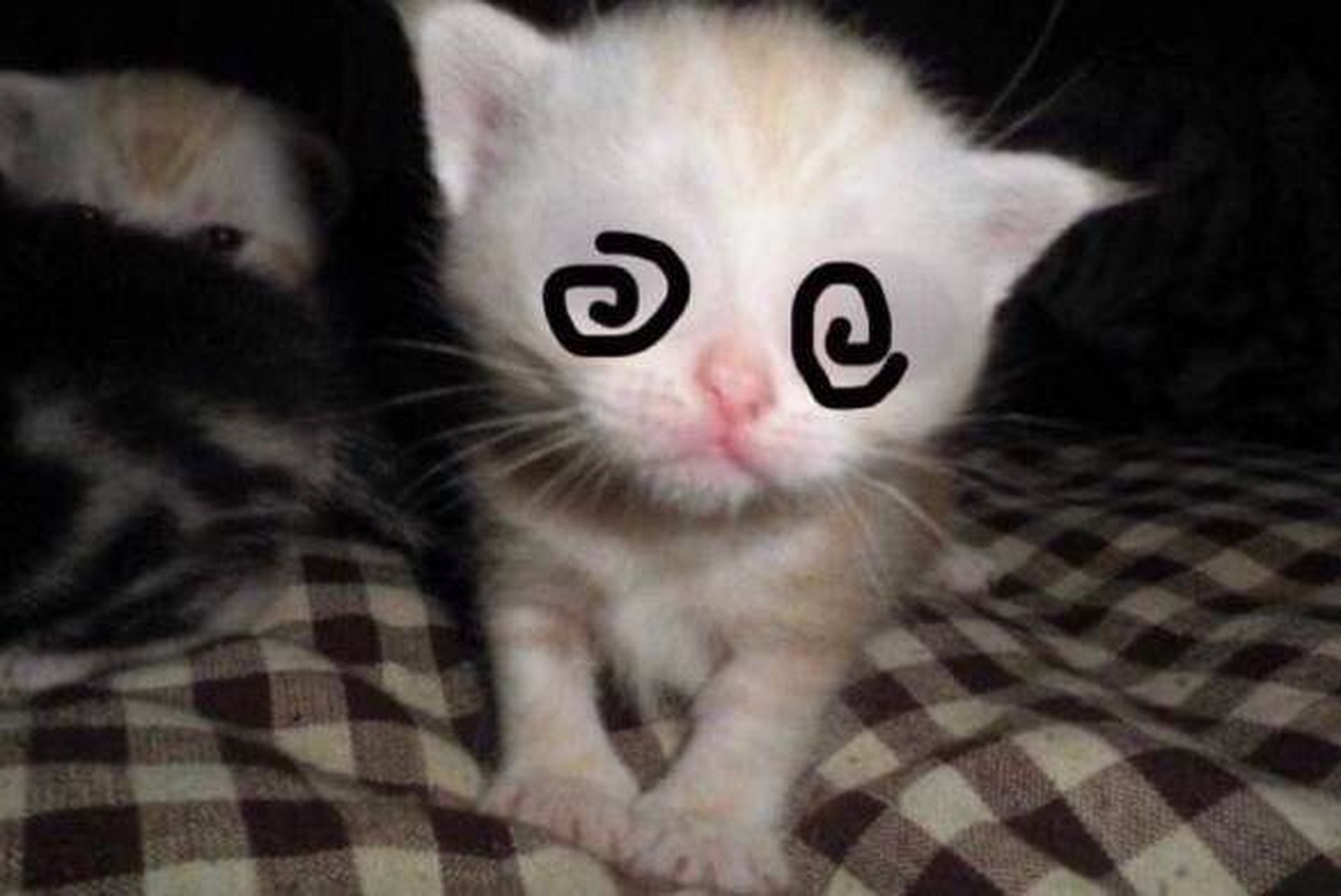 没甚么,就是一些具有迷你感情的迷你小猫