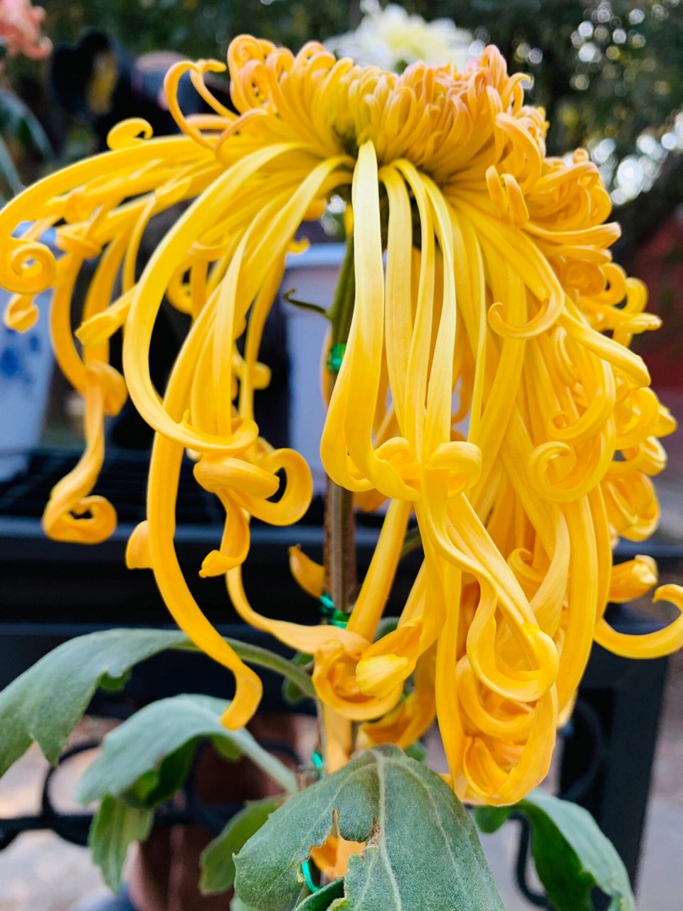 故宫菊花展!各种种类的菊花,每一株都有一个大方儒雅的名字!