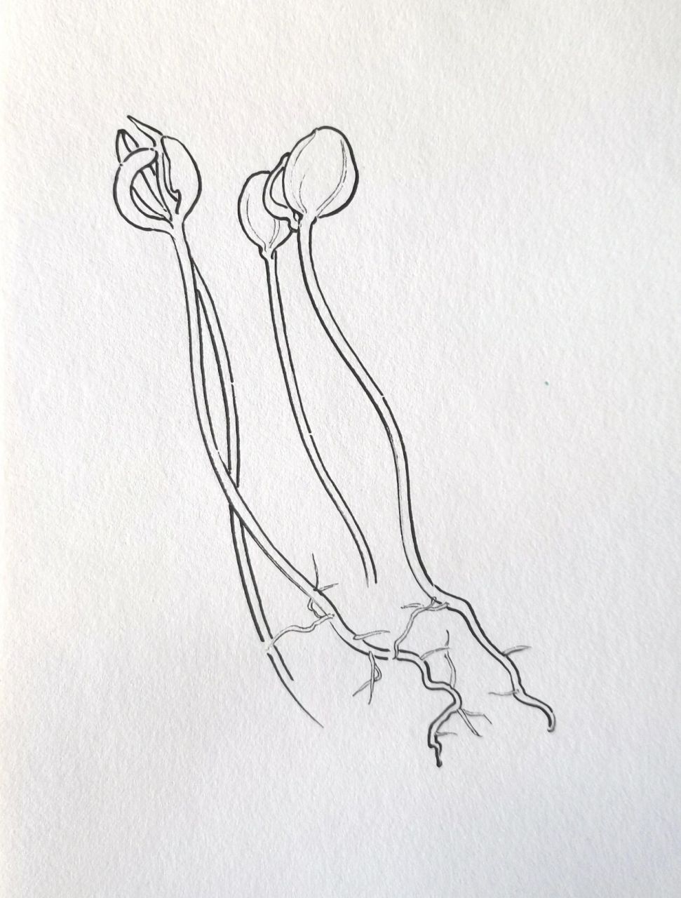 【线描过程图】教你画一组豆芽,附详细步骤 是生芽的黄豆,素材摆得很