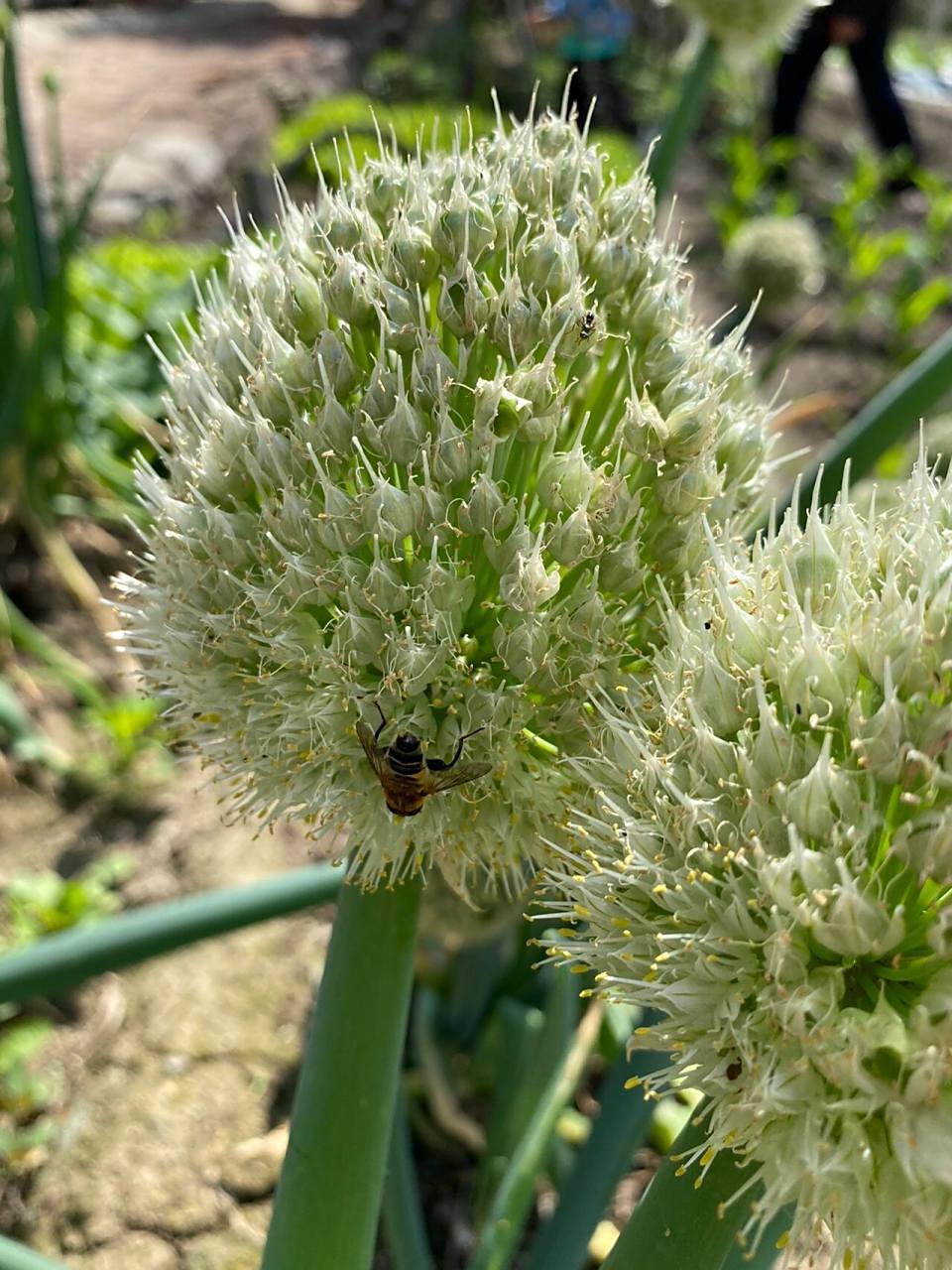 大葱开花啦～ 生活就像葱花一样,你选择了快乐,它就会充满魅力.