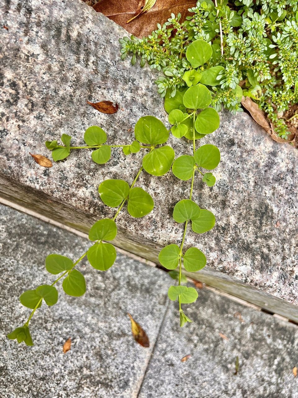 willdenow ex schultes)是石竹科,荷莲豆草属一年生草本植物