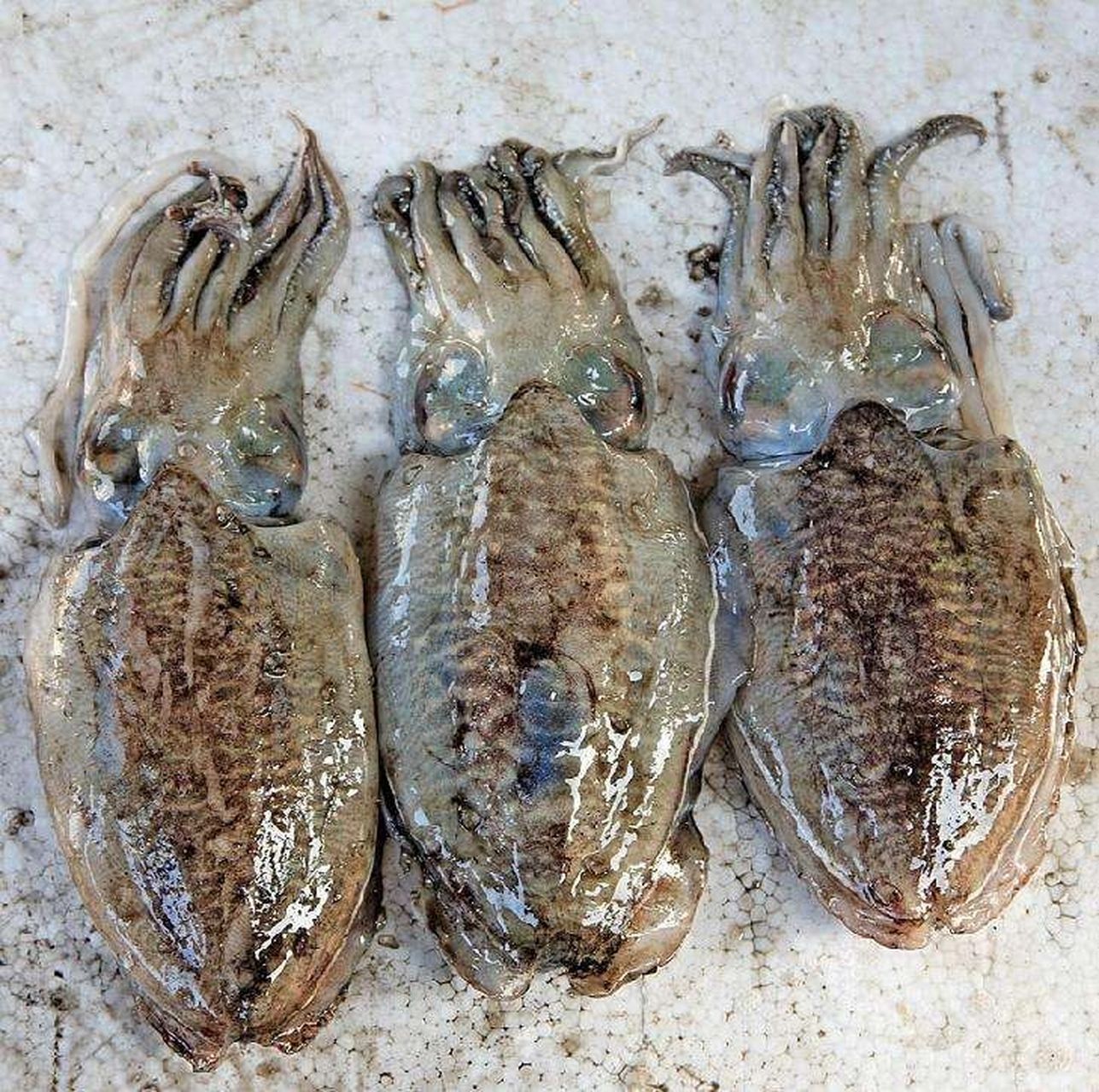 跟我来73 野生岛民每天带游客必去的海鲜市场 ,这里每天都有最新鲜