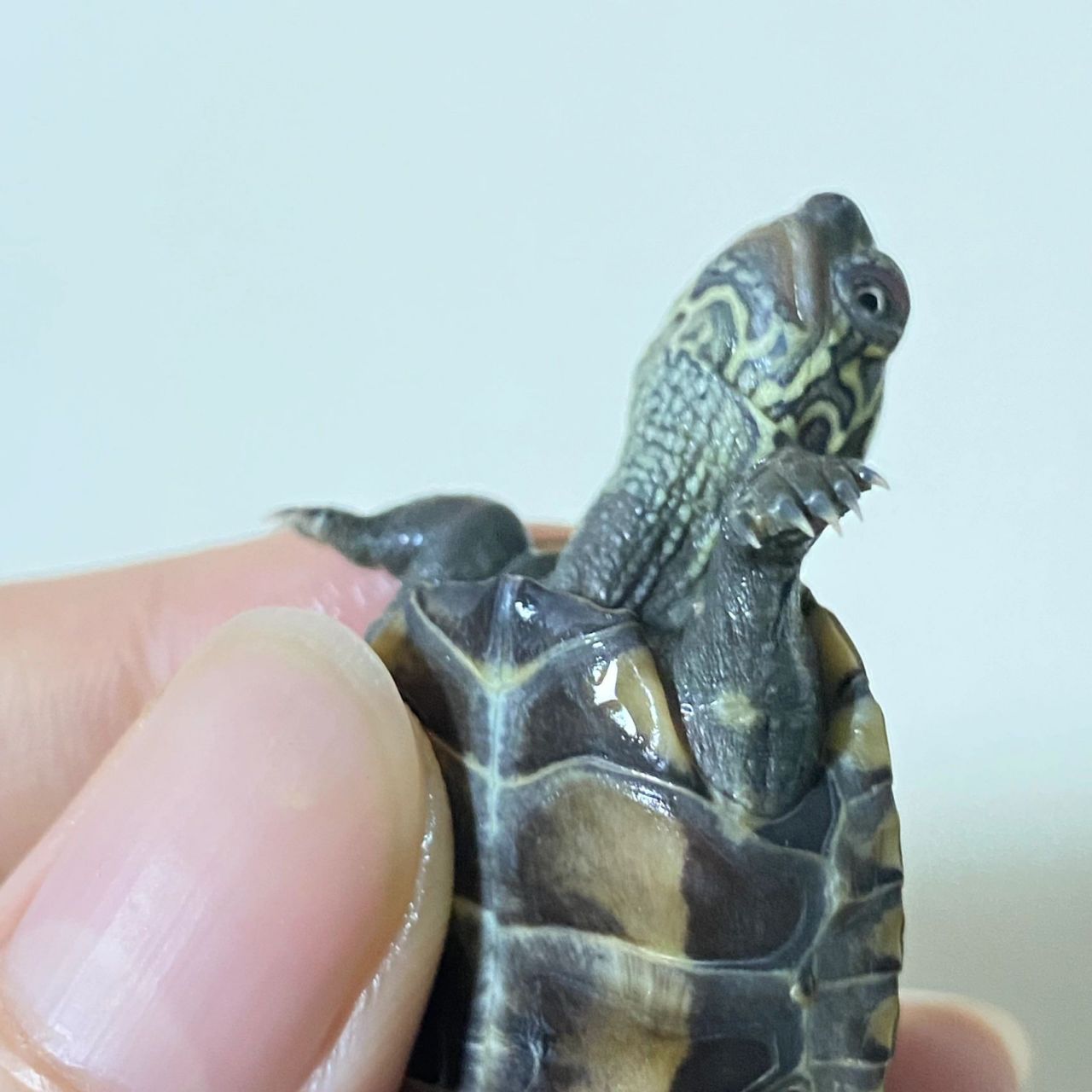 铁们,小草龟这腿上白色的是什么 今天换水发现小草龟腿和手有白色的