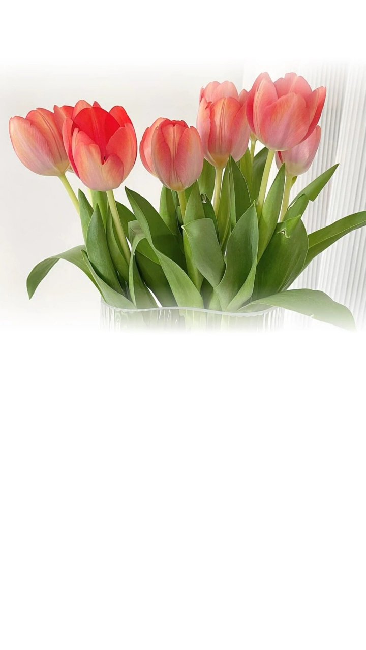 微信聊天背景图 渐变壁纸 小清新 郁金香93