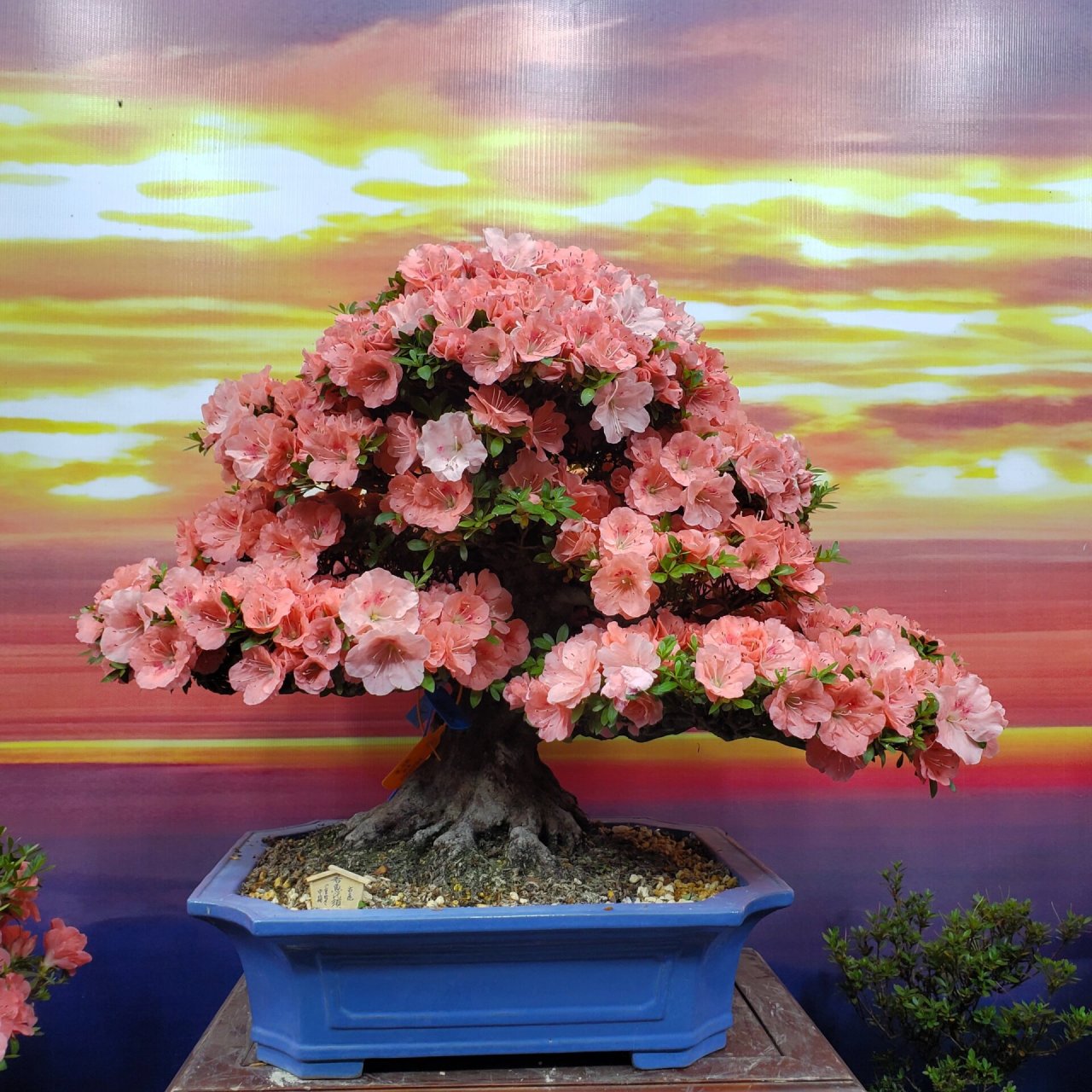 正值花期皋月杜鹃若惠比须