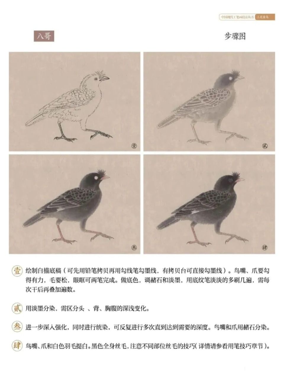 工笔禽鸟技法(三)八哥