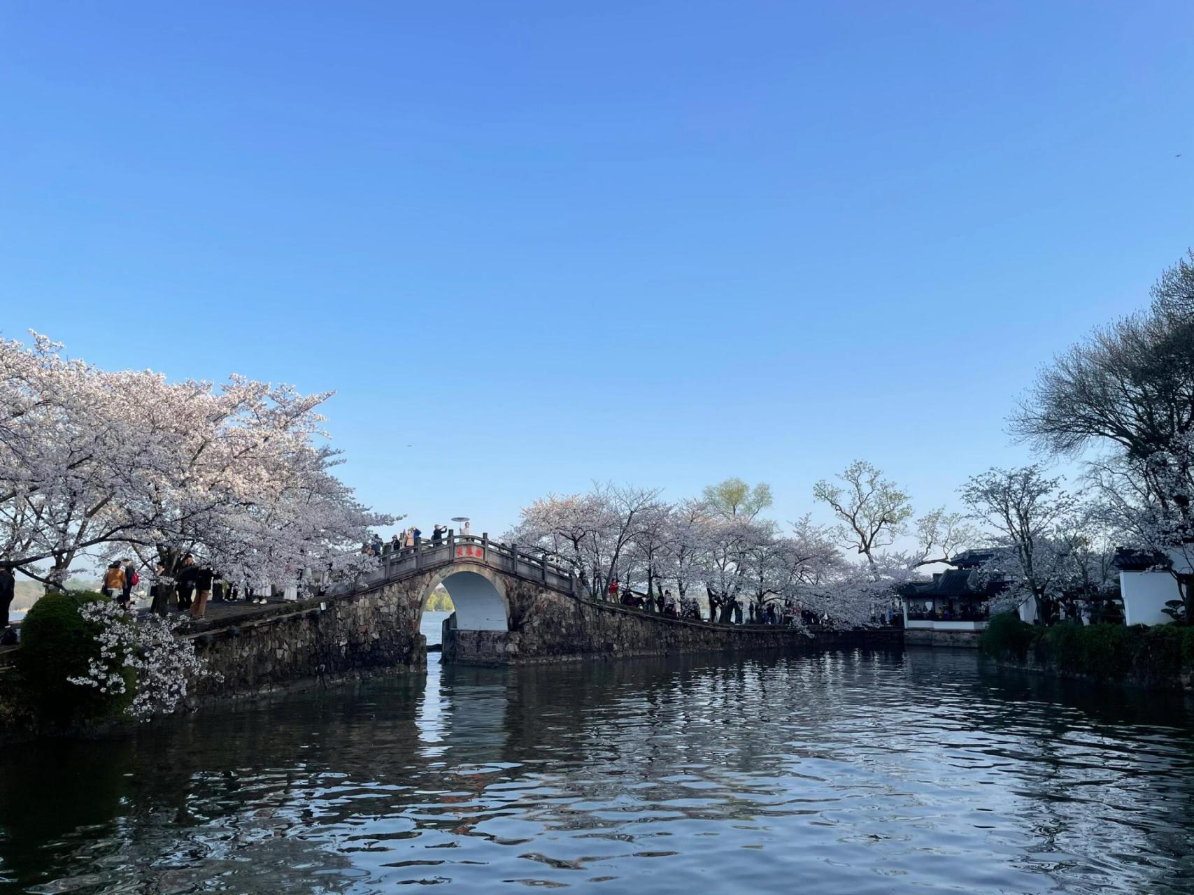 花期的鼋头渚 早上6:20抵达充山大门,6:40提前开门,先樱花谷后长春桥