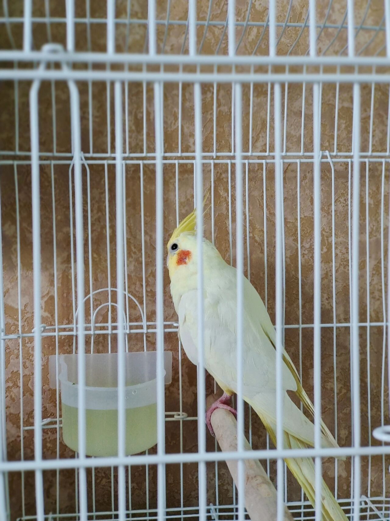 黄化玄凤鹦鹉 欢迎我家新来的小伙伴0000