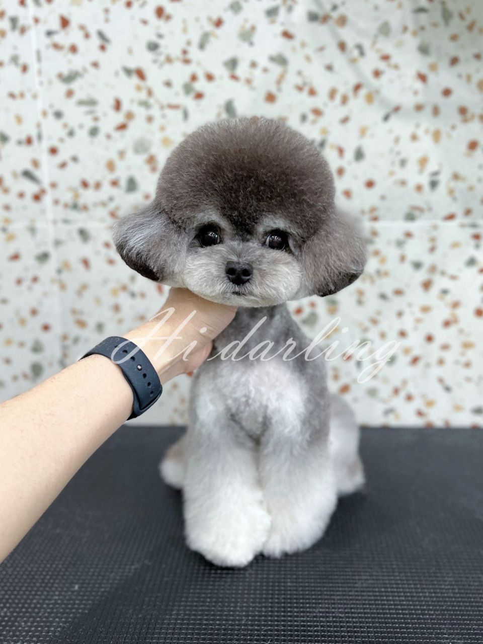 泰迪美容造型合集 小泰迪(贵宾犬)的造型合集来喽,快来pick你的心动