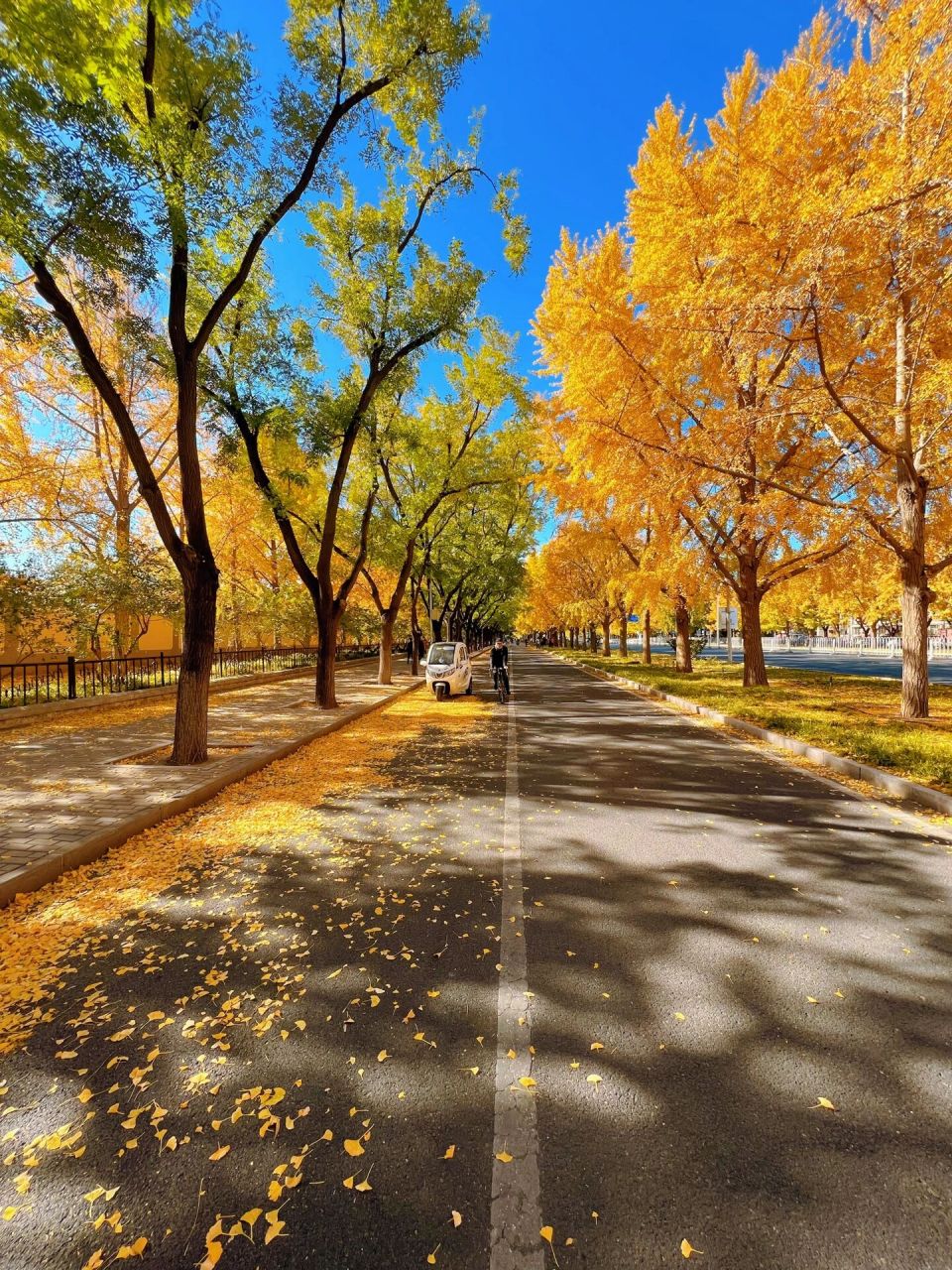 我在深秋的北京发现了一条超惊艳的马路 前两日,去钓鱼台银杏大道赏完