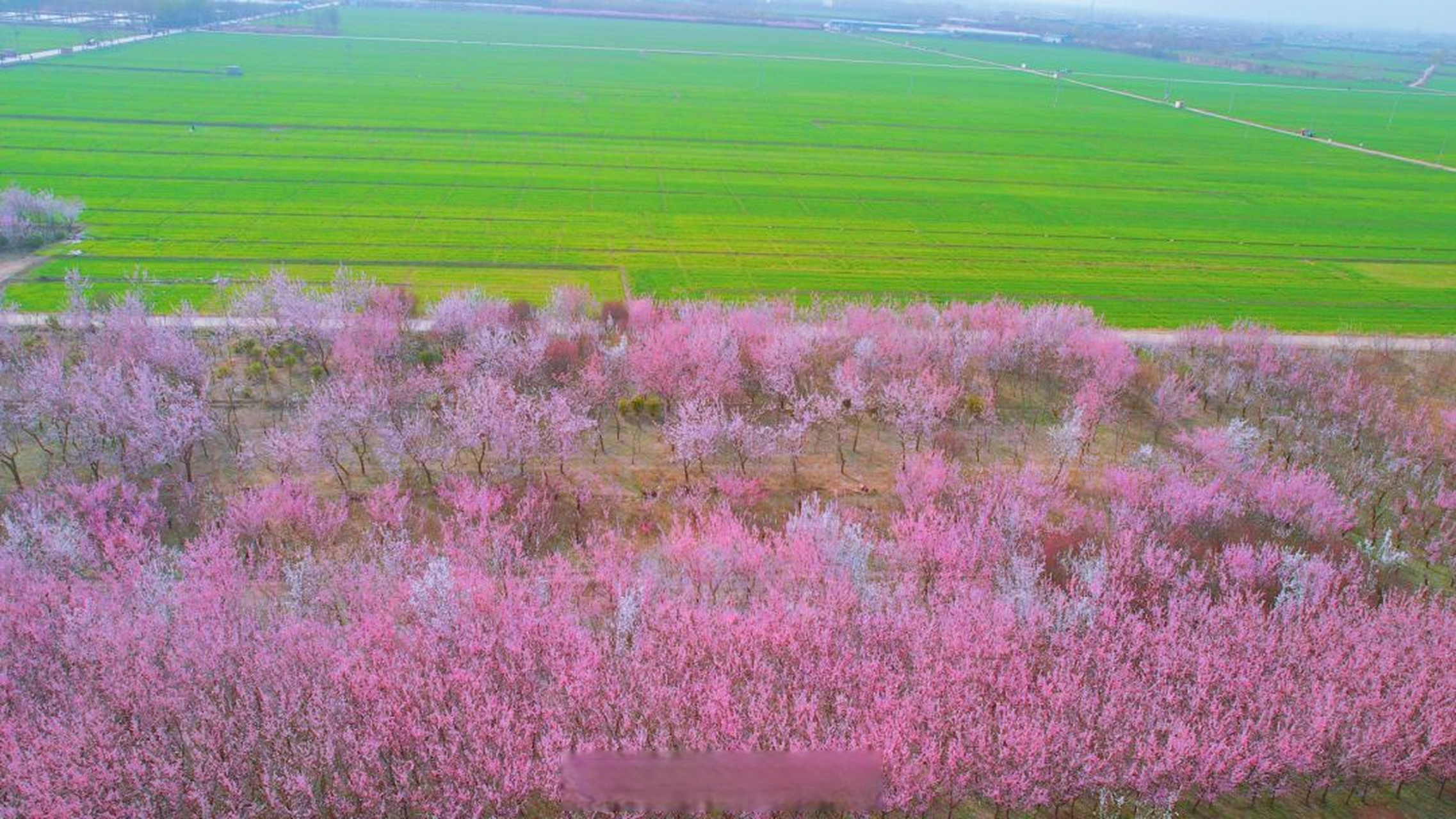 【花开河北丨河北望都: