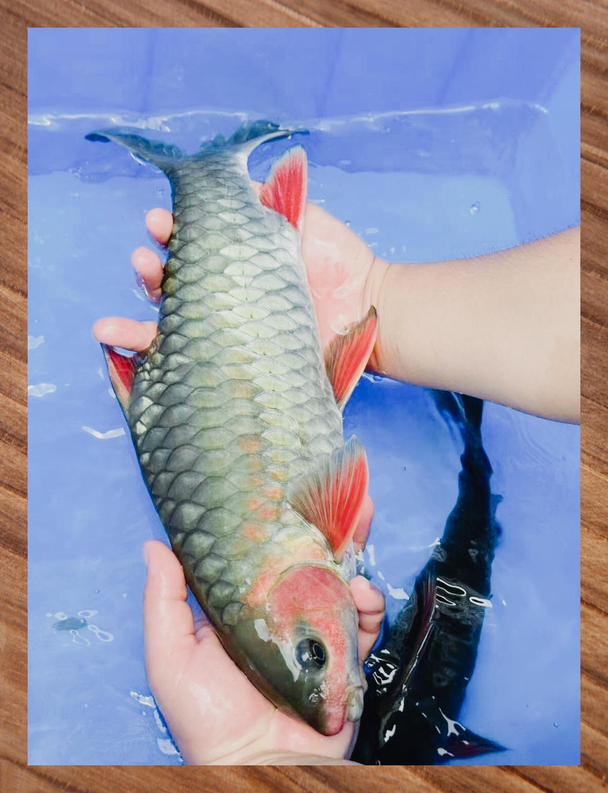 万绿湖青竹鱼 原生态美味