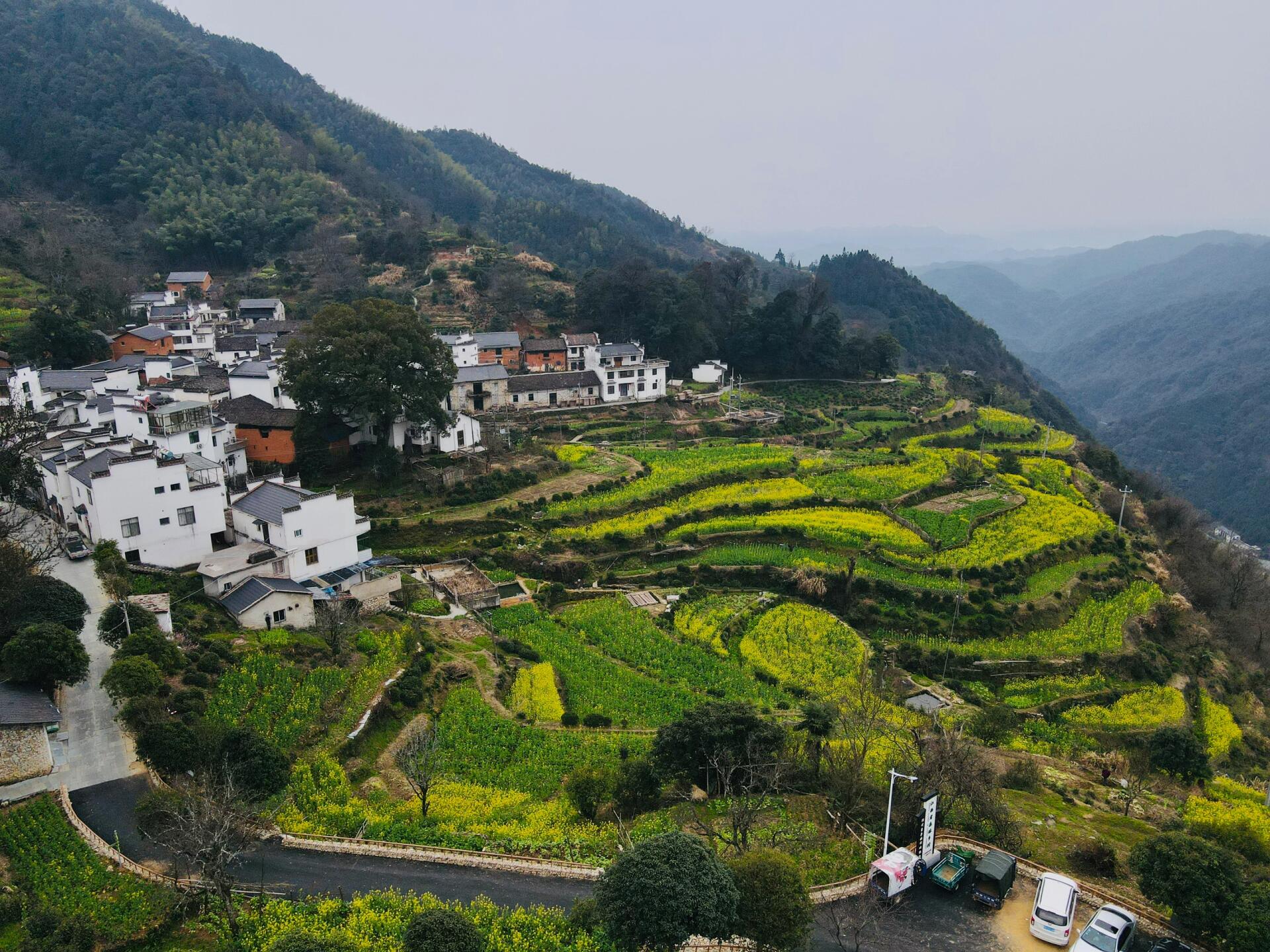 14油菜花实况 婺源查平坦村的油菜花开了50%左右 村落很原生态,是我