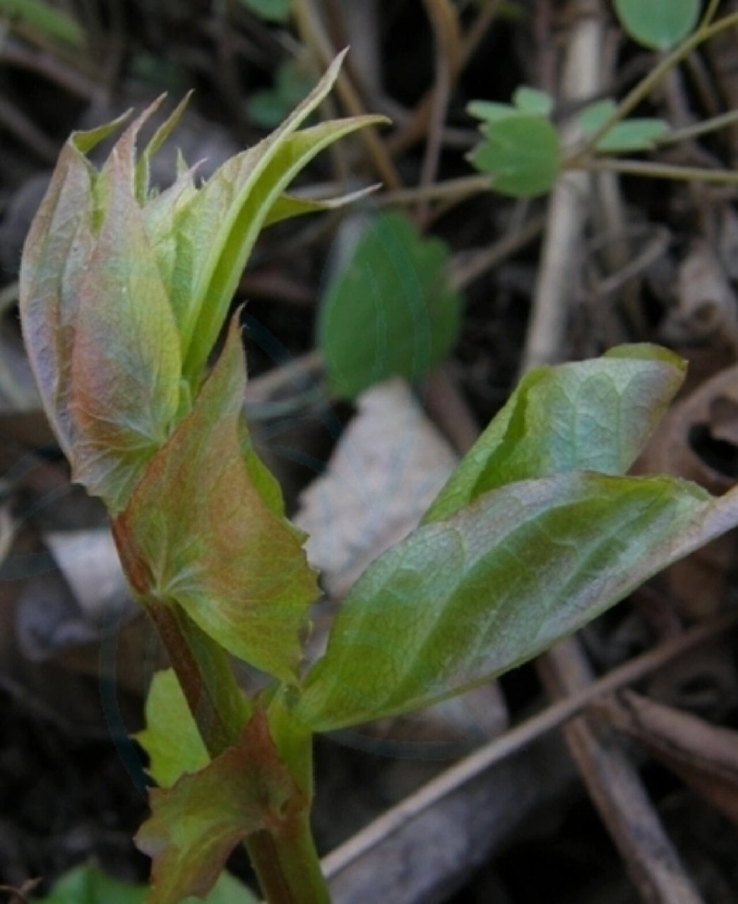 吉林省野菜——老豆秧 图片来自网络
