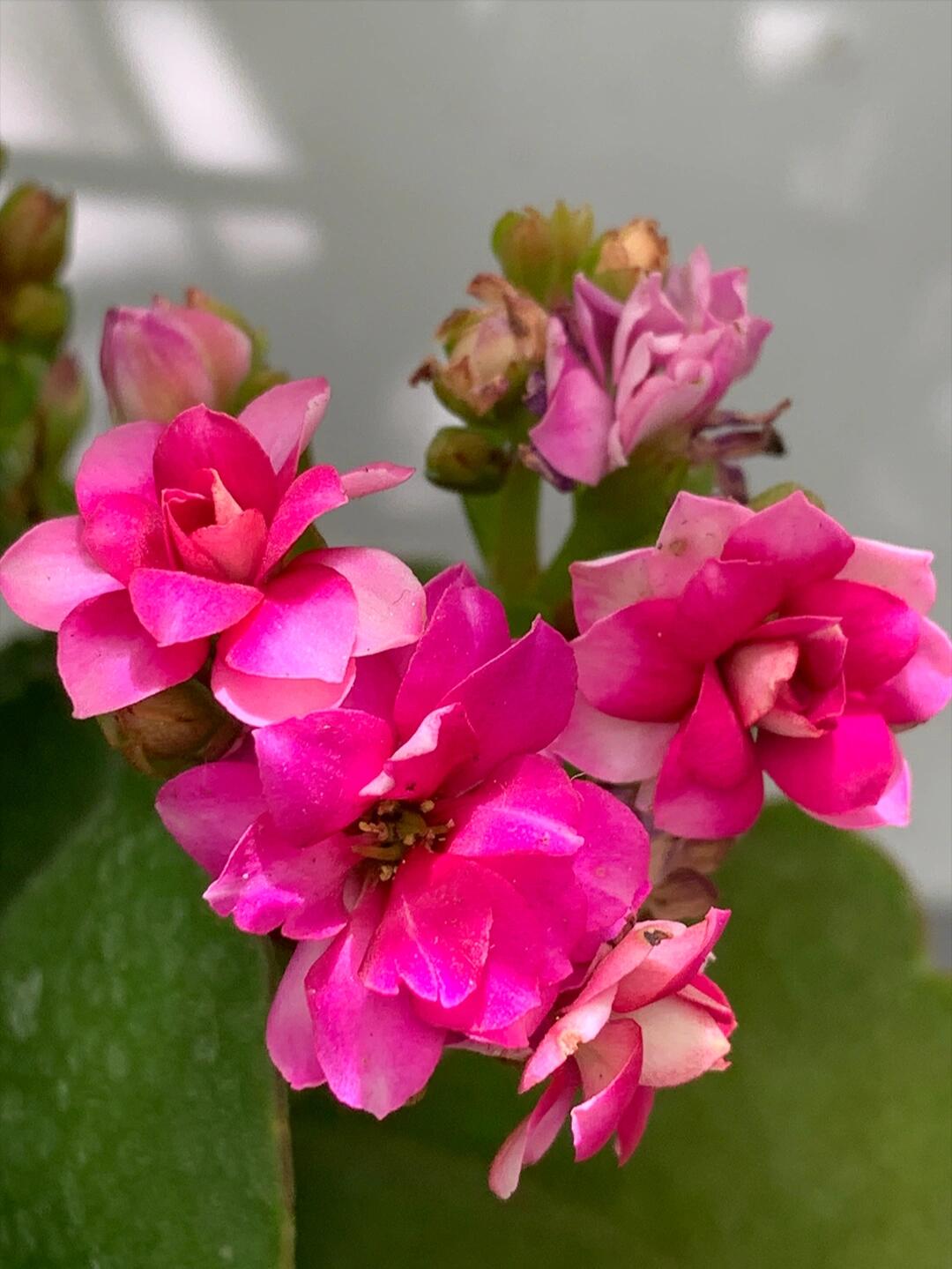 紫鸢长寿花(18),紫色长寿花