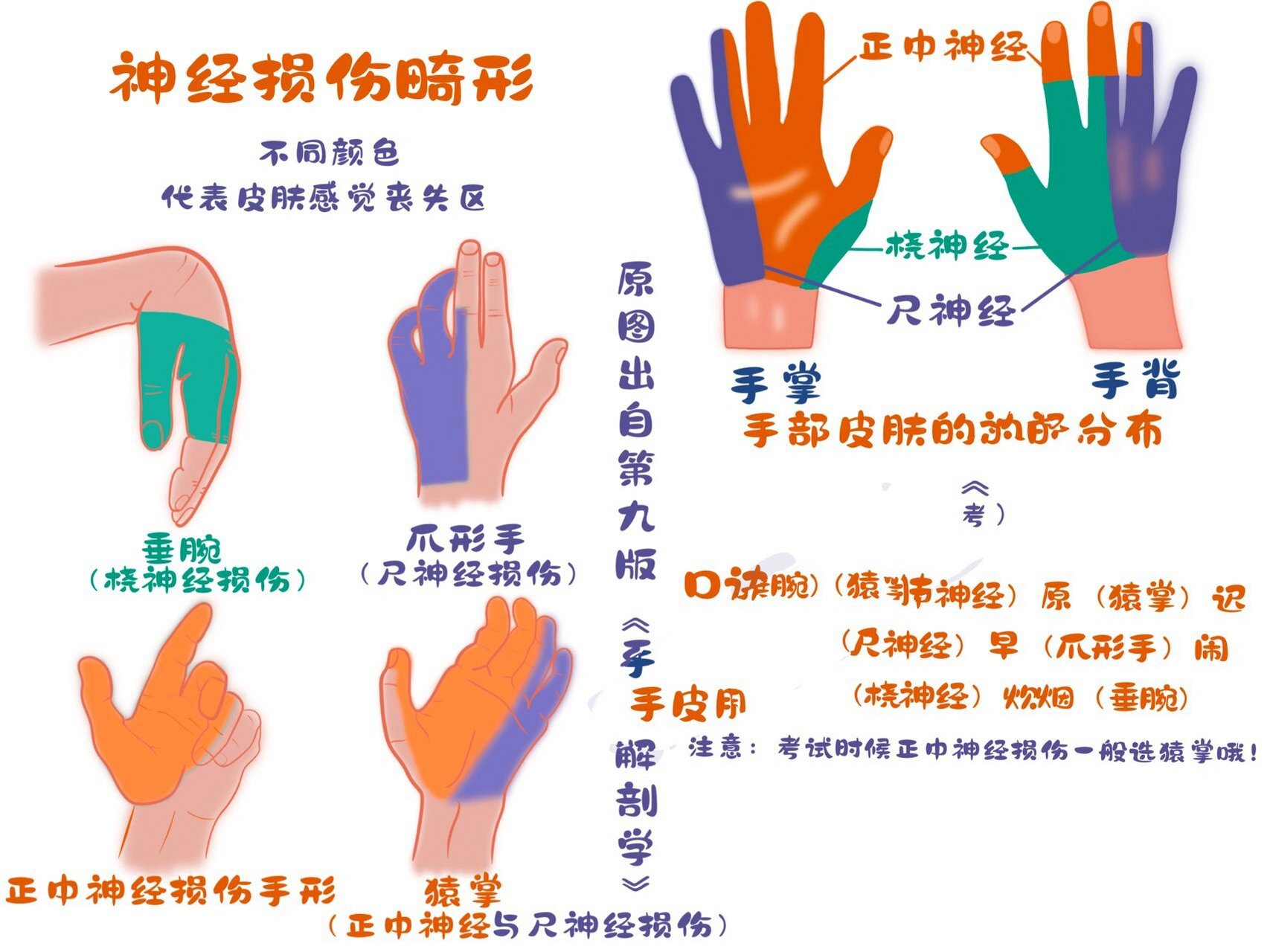 桡神经&尺神经&正中神经