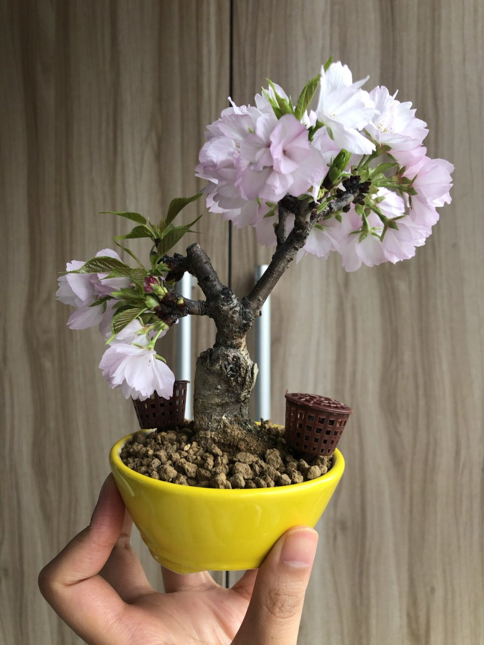 第二年开花的旭山樱,专做盆景的樱花品种 刚用,晒一晒我养到第二年的