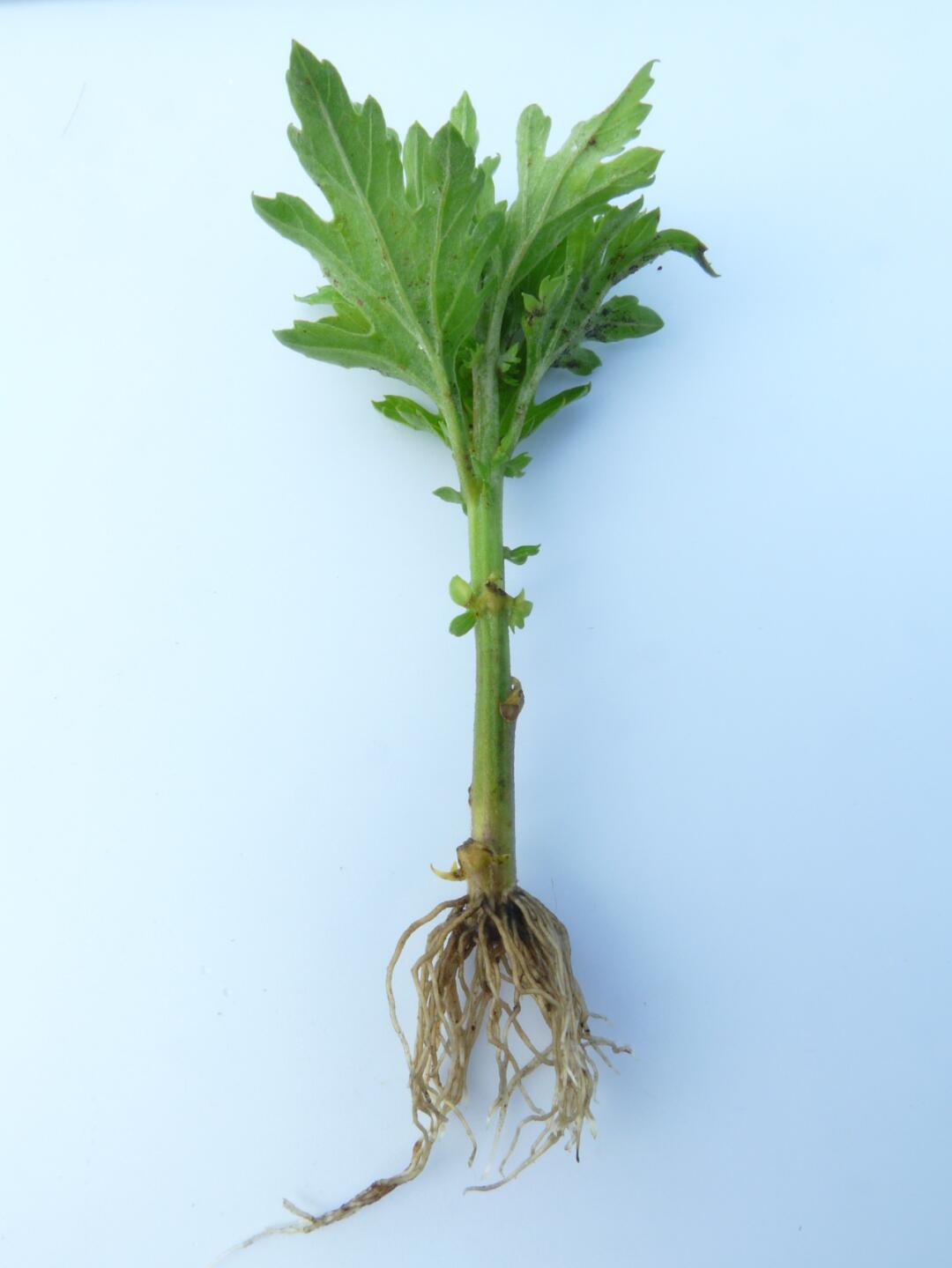 菊花为须根系,特别是扦插苗,分株苗都没有明显主根