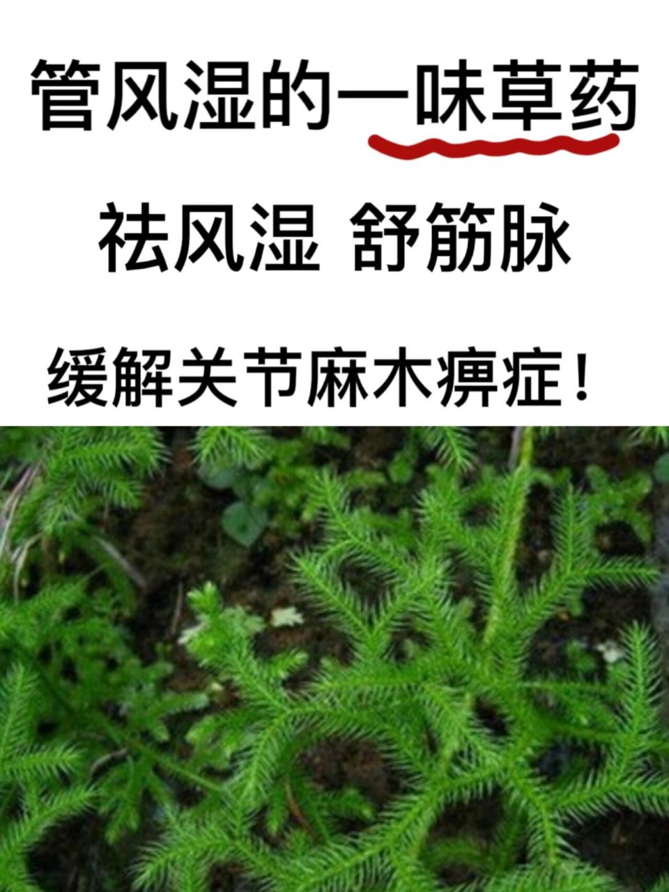 一味草药管风湿,通经络利关节,缓解关节痛 一种神奇草药!