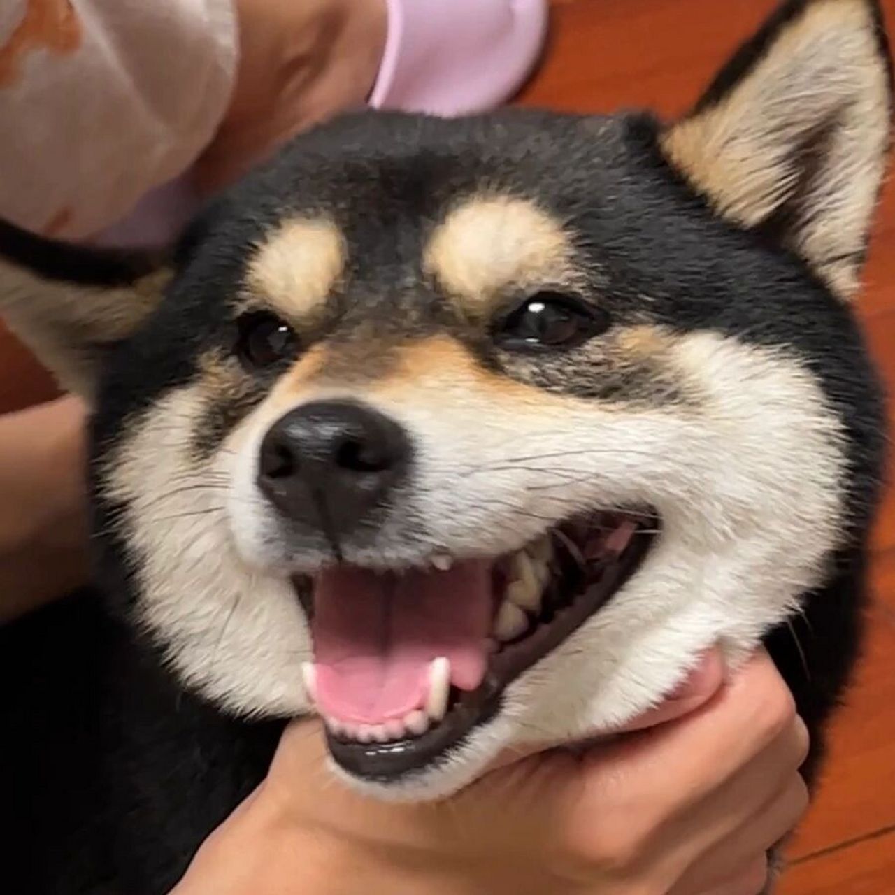 今日份傻狗表情包