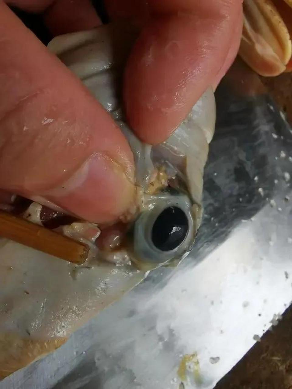 为了证实鸭眼球膜有多大,我特意买了两只鸭子.