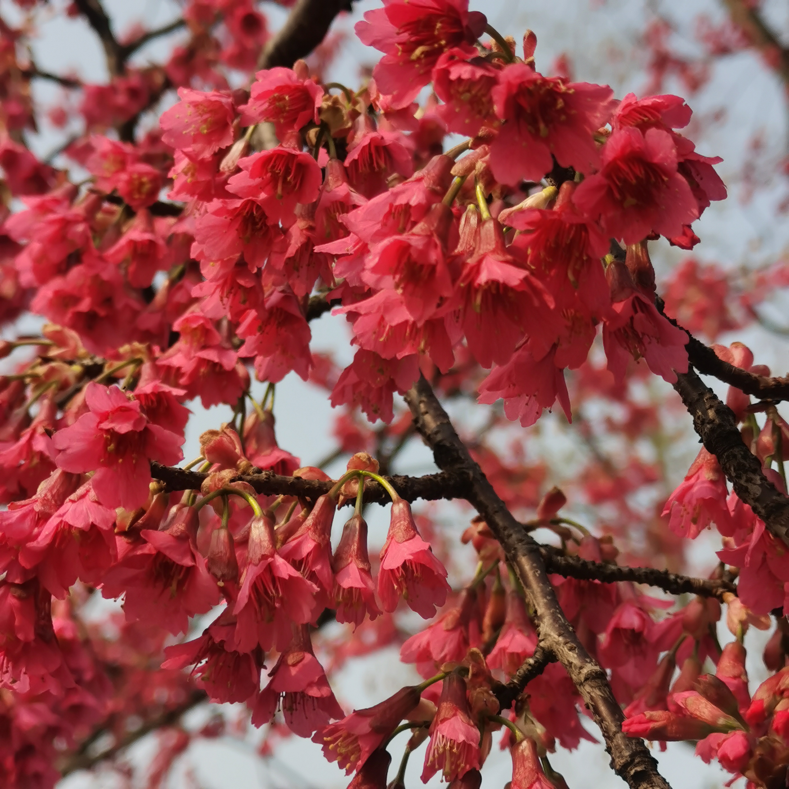 中国红的红樱花,花瓣娇艳似火红.淡淡幽香悠悠吹,春天气息徐徐来.