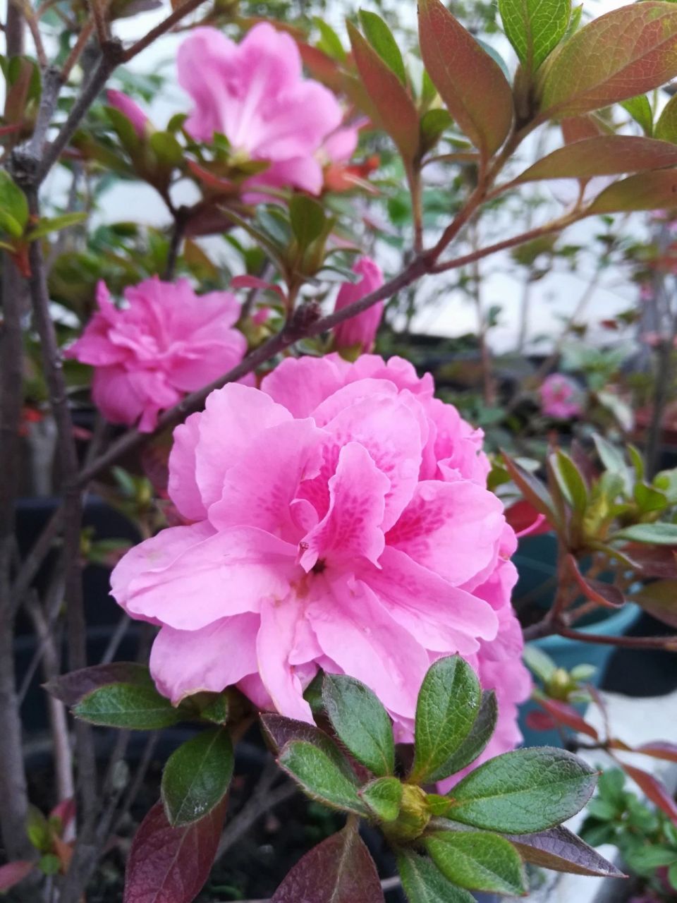 安酷杜鹃最美的三款重瓣 图一图二康乃馨,图三图四王妃,图五图六公主