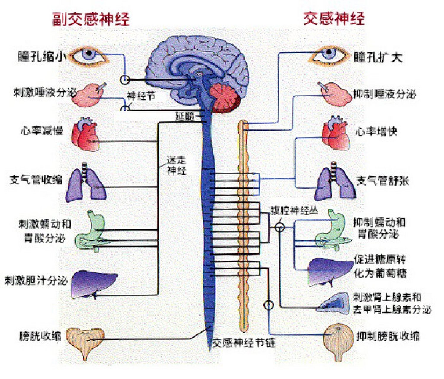 感觉神经分布图图片