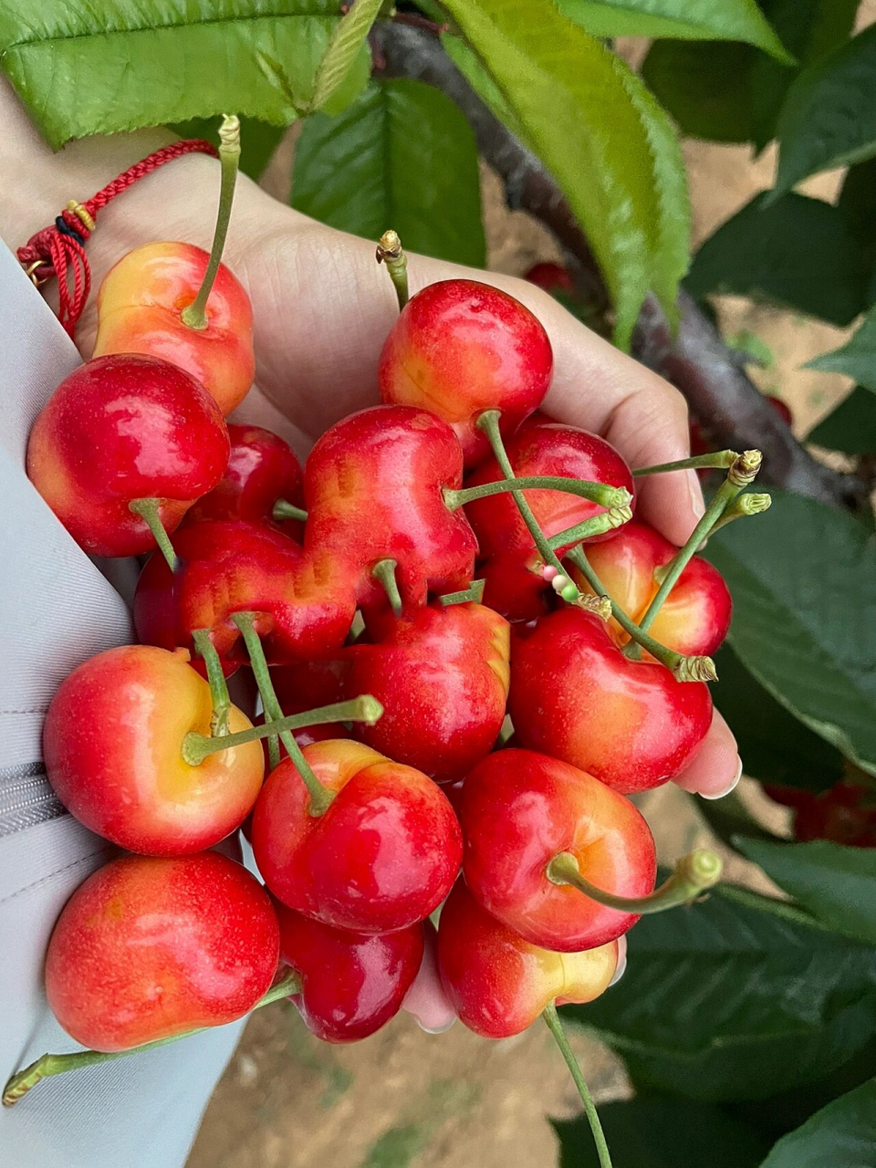 正宗大连雷尼大樱桃 给想要了解雷尼及更多其他品种的小伙伴们的小