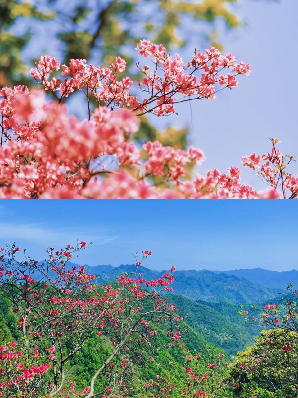 9实拍|杭州这个地方,赏映山红绝佳去处 👉没错,这里就是富阳云台山.