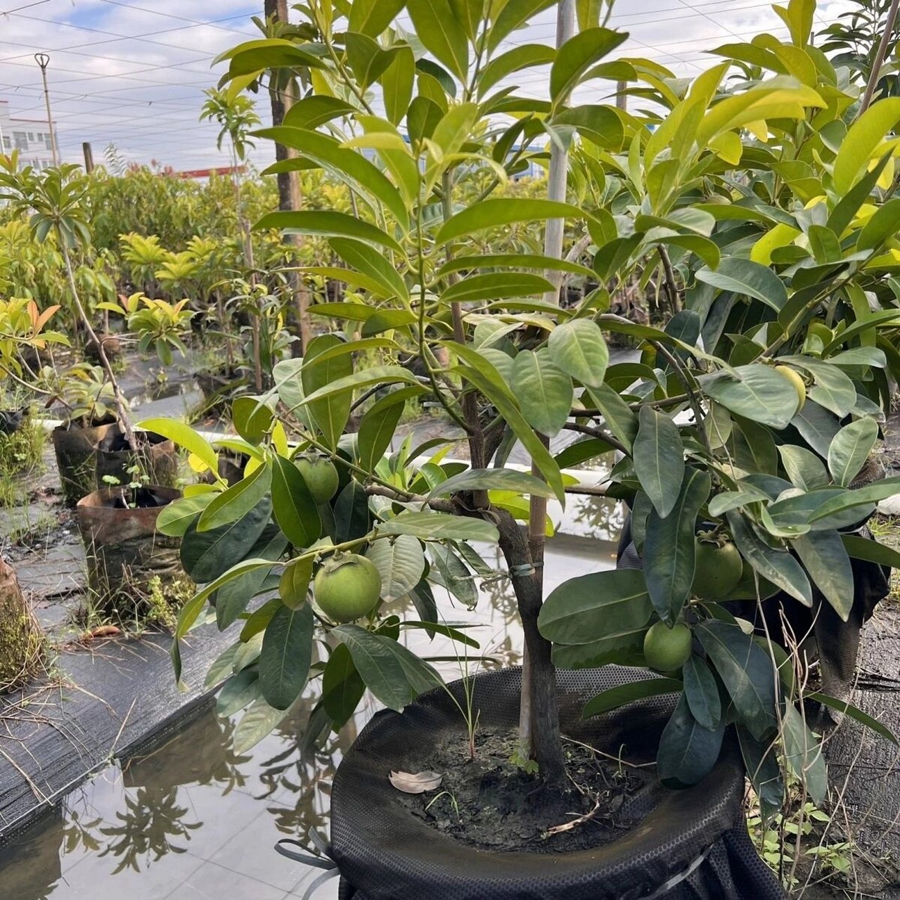 黑柿巧克力布丁果 #果树# #巧克力黑柿# #柿子# #巧克力黑柿苗