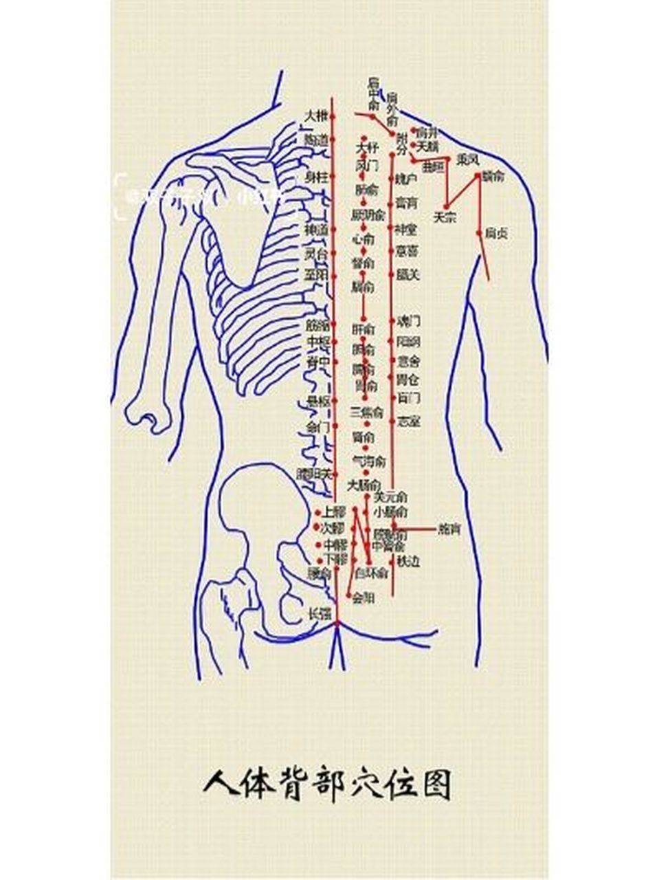 人体准确位置图背部图片