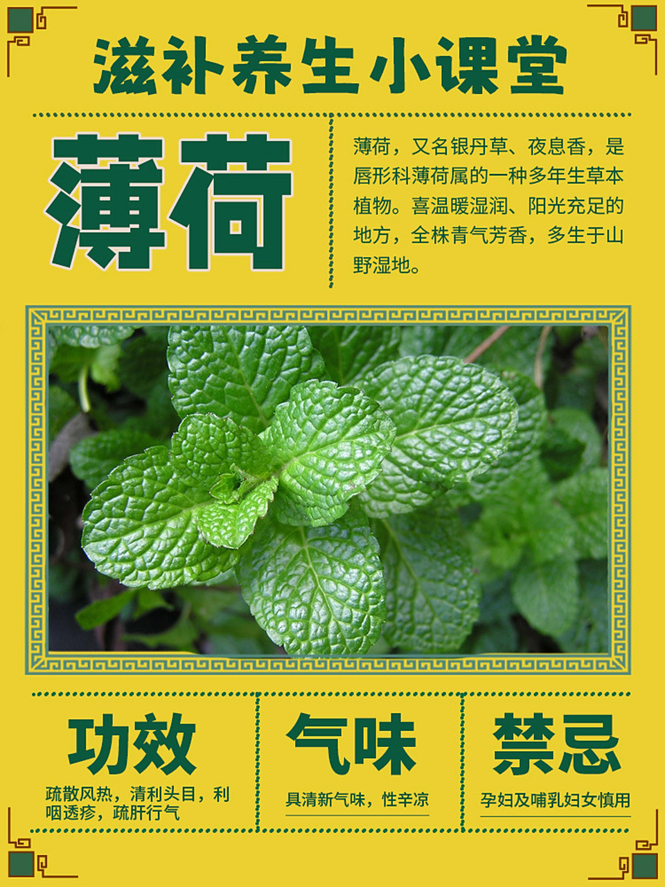 薄荷的功效与禁忌,原来它用处这么多!