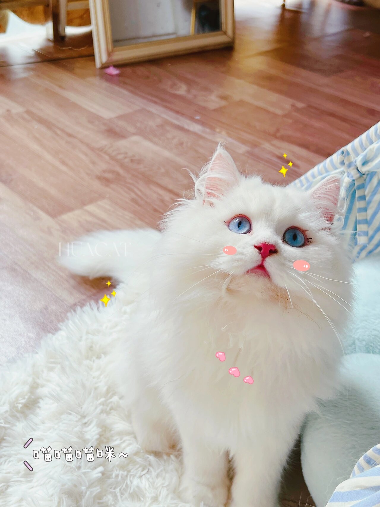 纯白蓝眼睛高地长毛猫弟弟六个月留照
