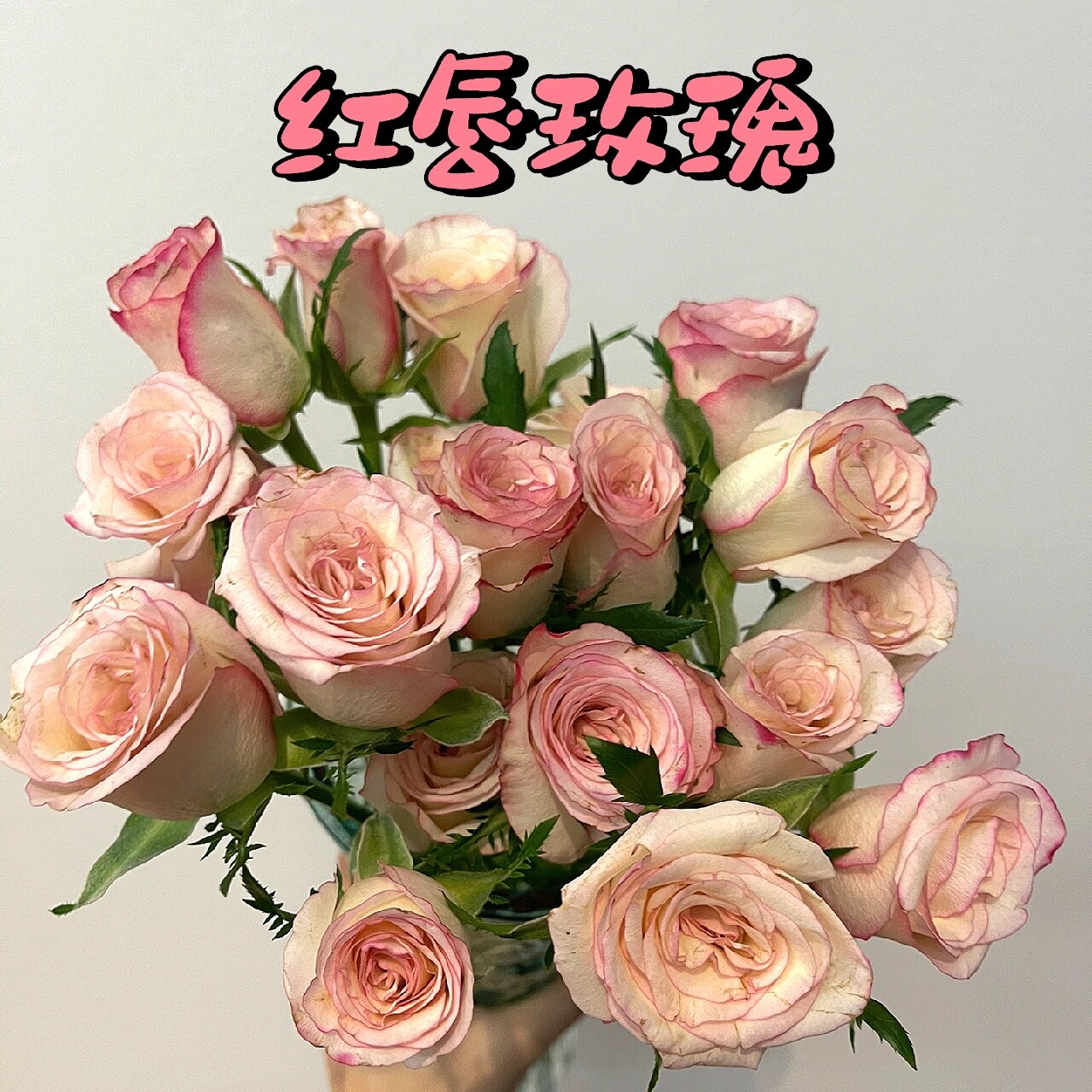 新手的100种花花|31红唇玫瑰 避雷