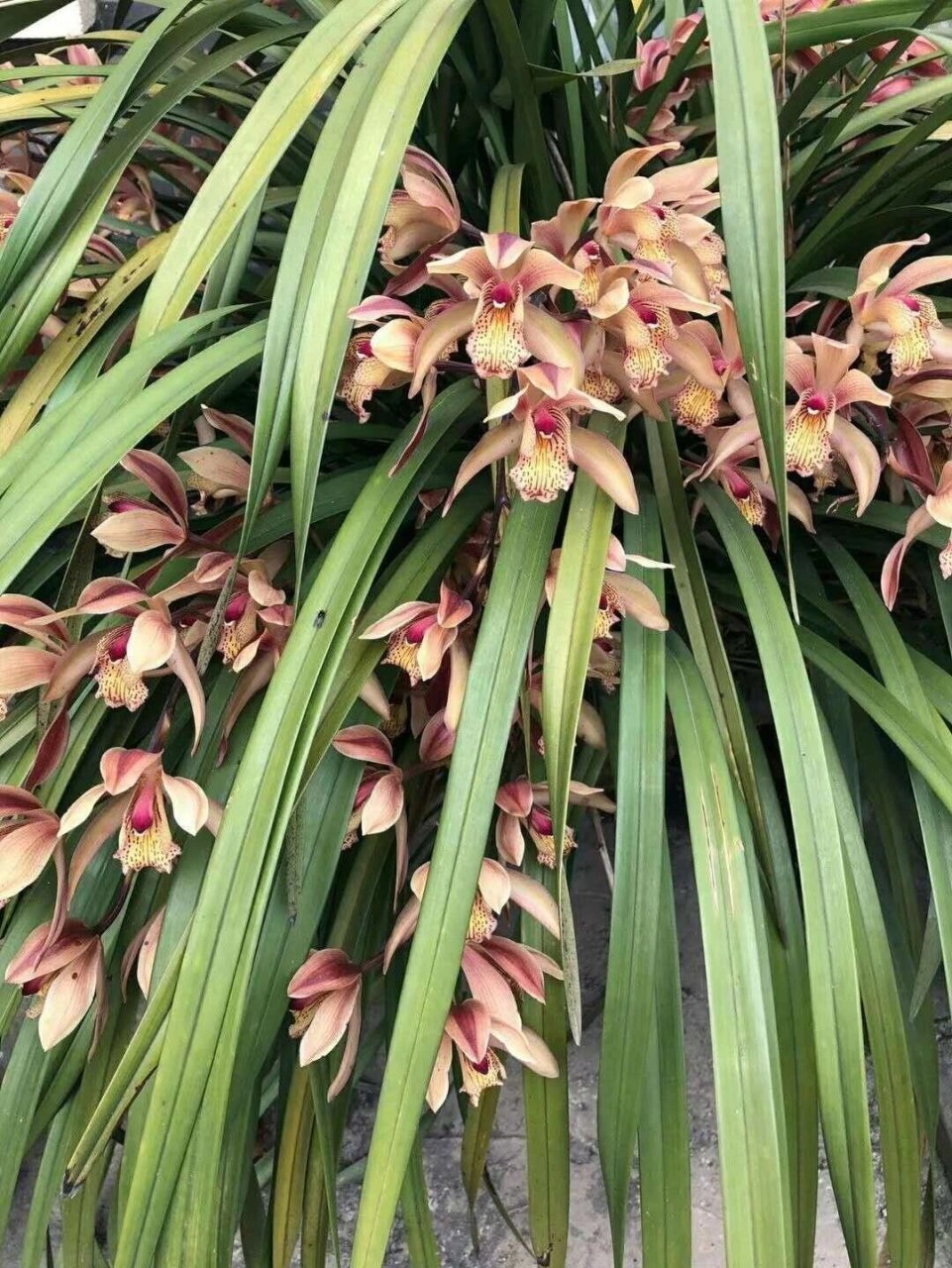 川西兰(四川西部虎头兰) 川西兰(四川西部虎头兰)