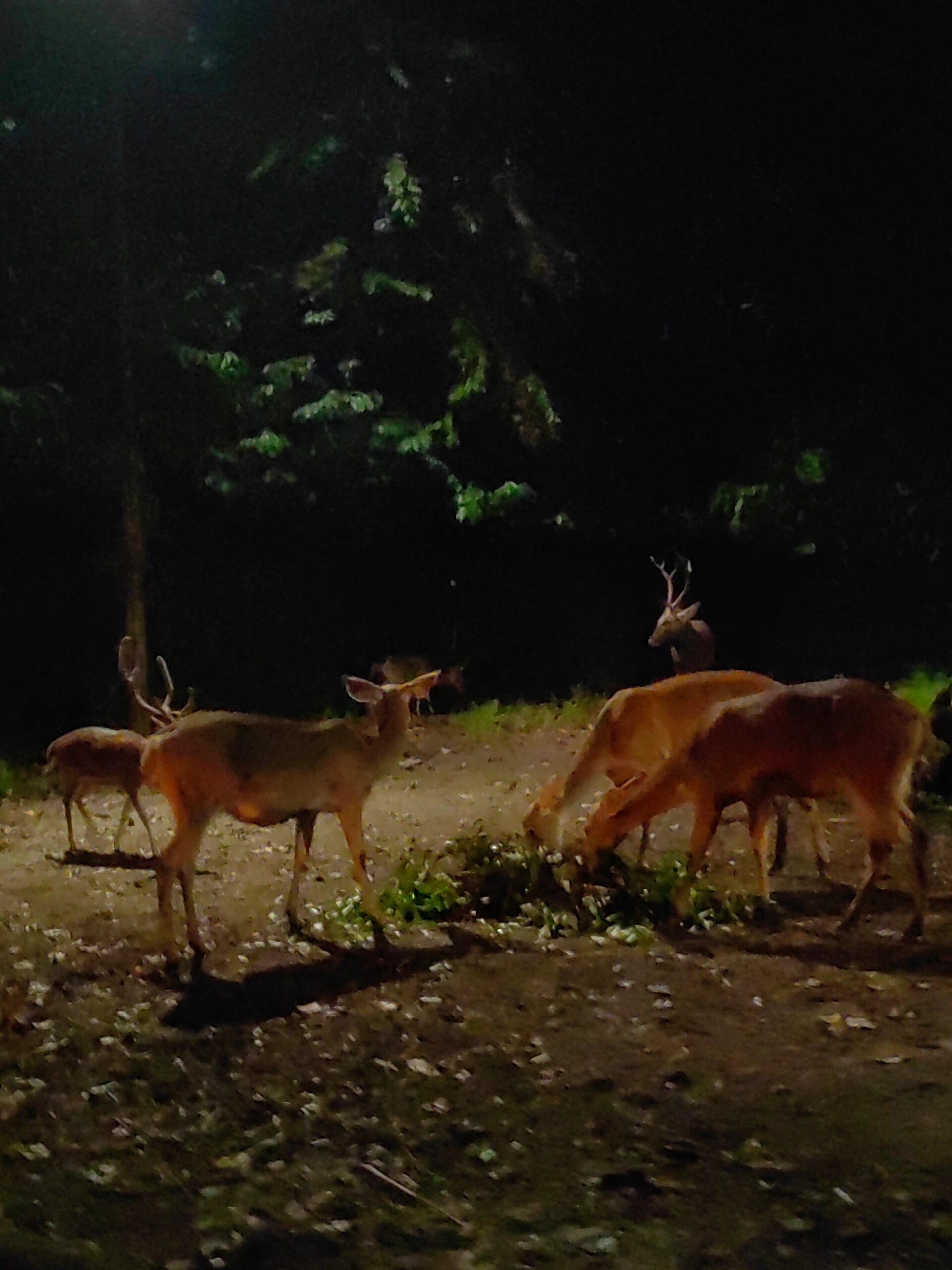 99新加坡|夜间野生动物园