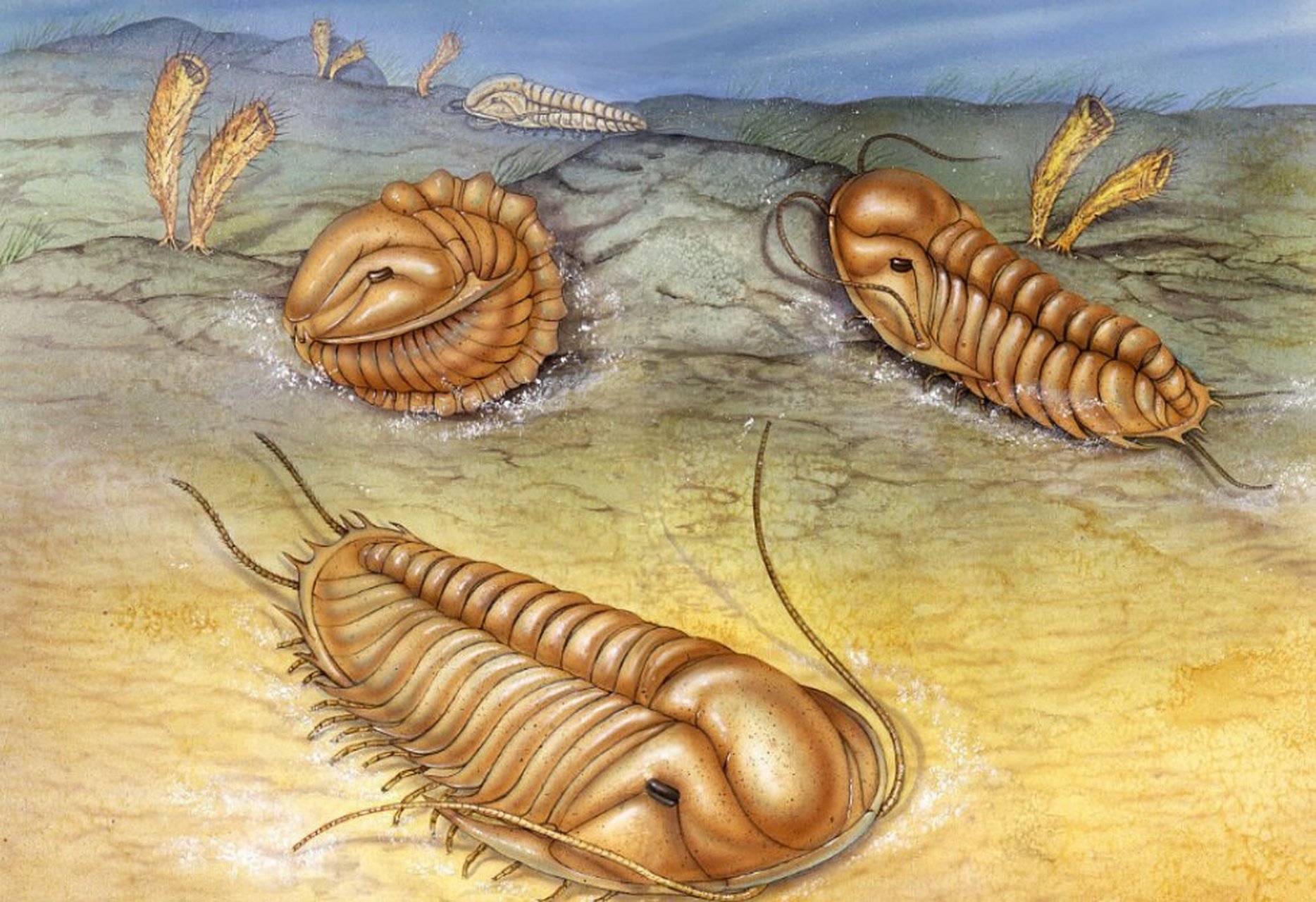 远古超级"小强"——三叶虫 在寒武纪的史前海洋 出现了一种极富盛名的