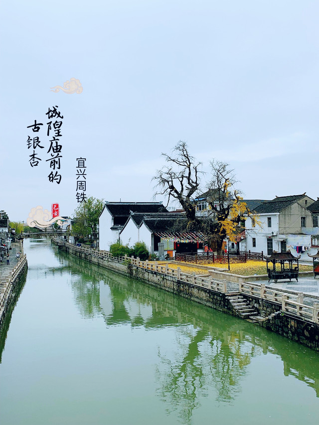 宜兴周铁|城隍庙前的古银杏
