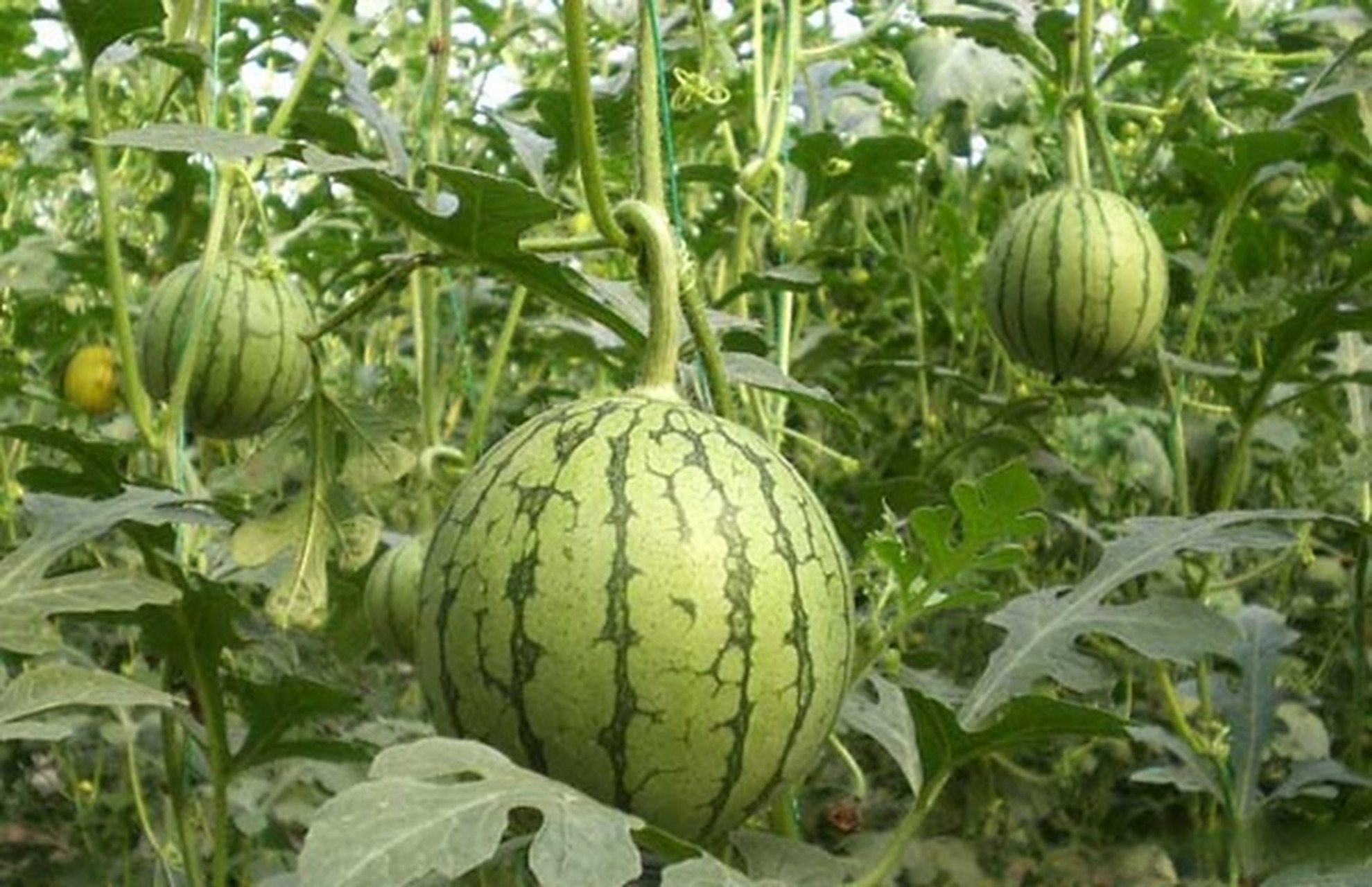 如果说哪里的西瓜好吃,那必然是固堤西瓜,固堤是闻名遐迩的"西瓜之乡"