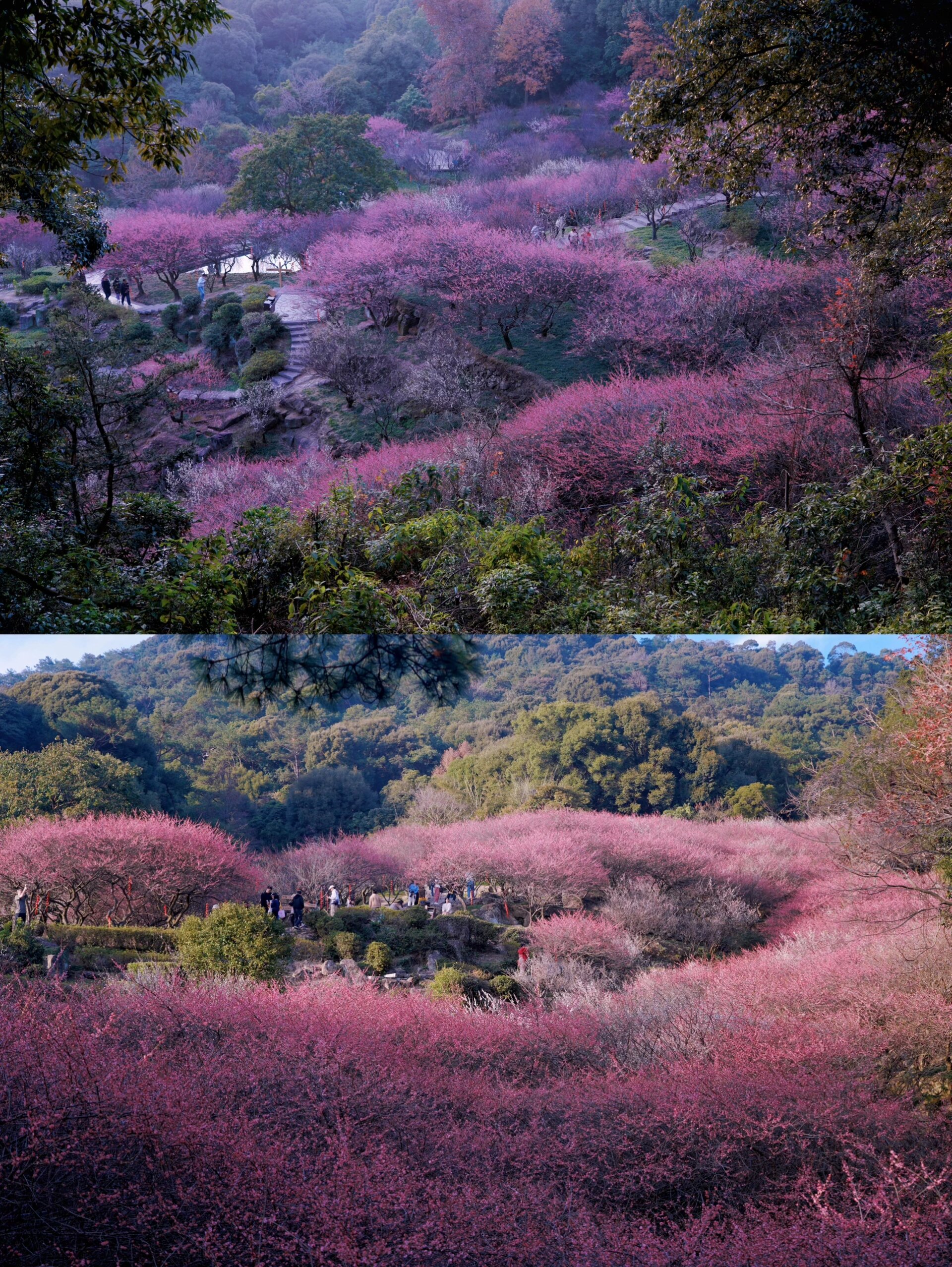 福州鼓山梅园景区图片