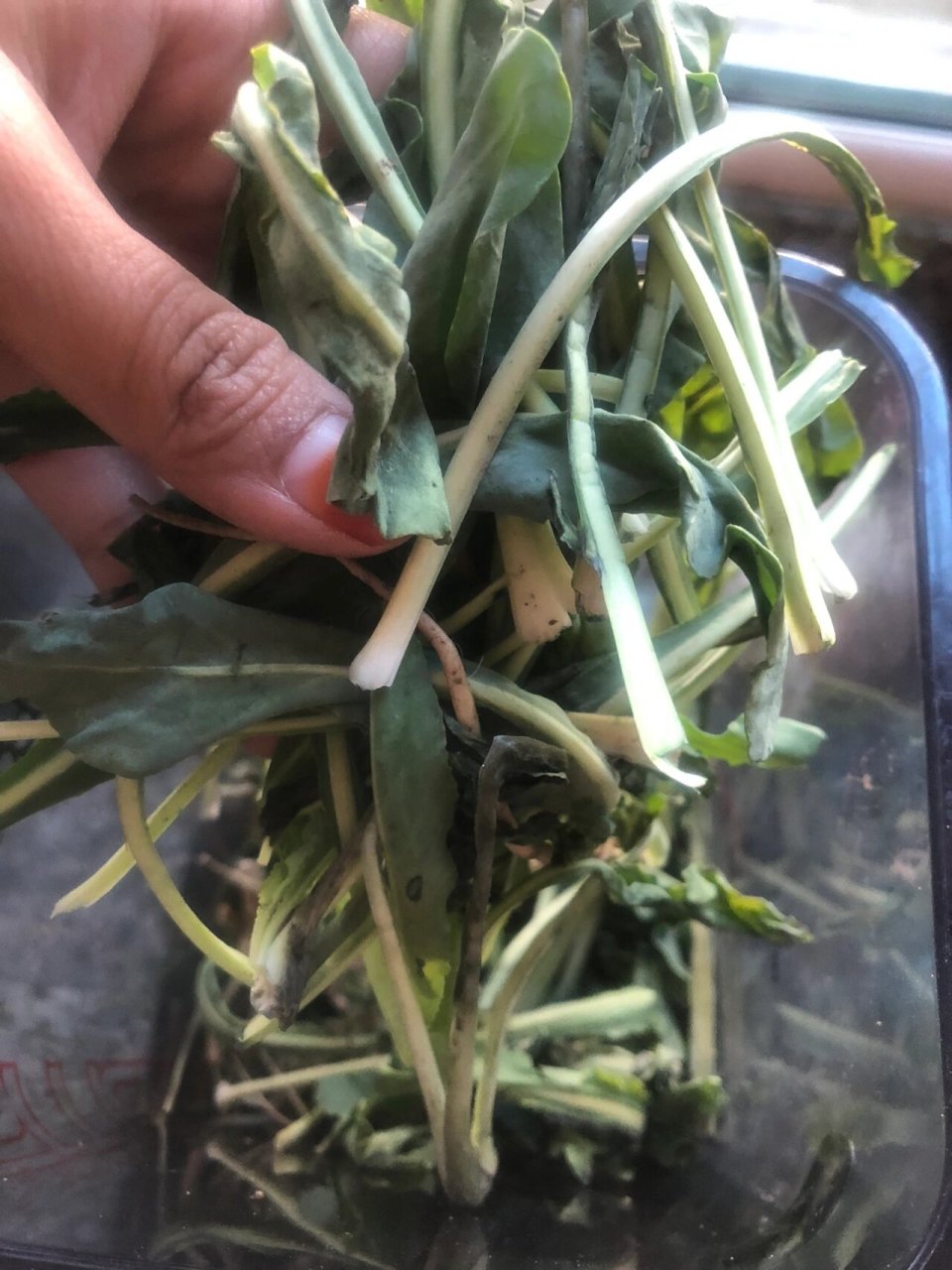 生眉,生发 奥斯曼草学名叫菘蓝,株杆粉红,叶子深绿,种在庭院里既可当