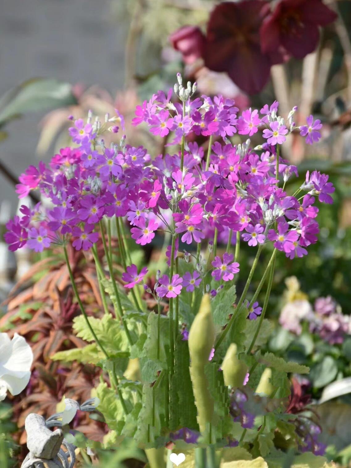 恋人手中樱花草94|冬日暖阳系列 恋人手中樱花草,春彩漫步的微笑