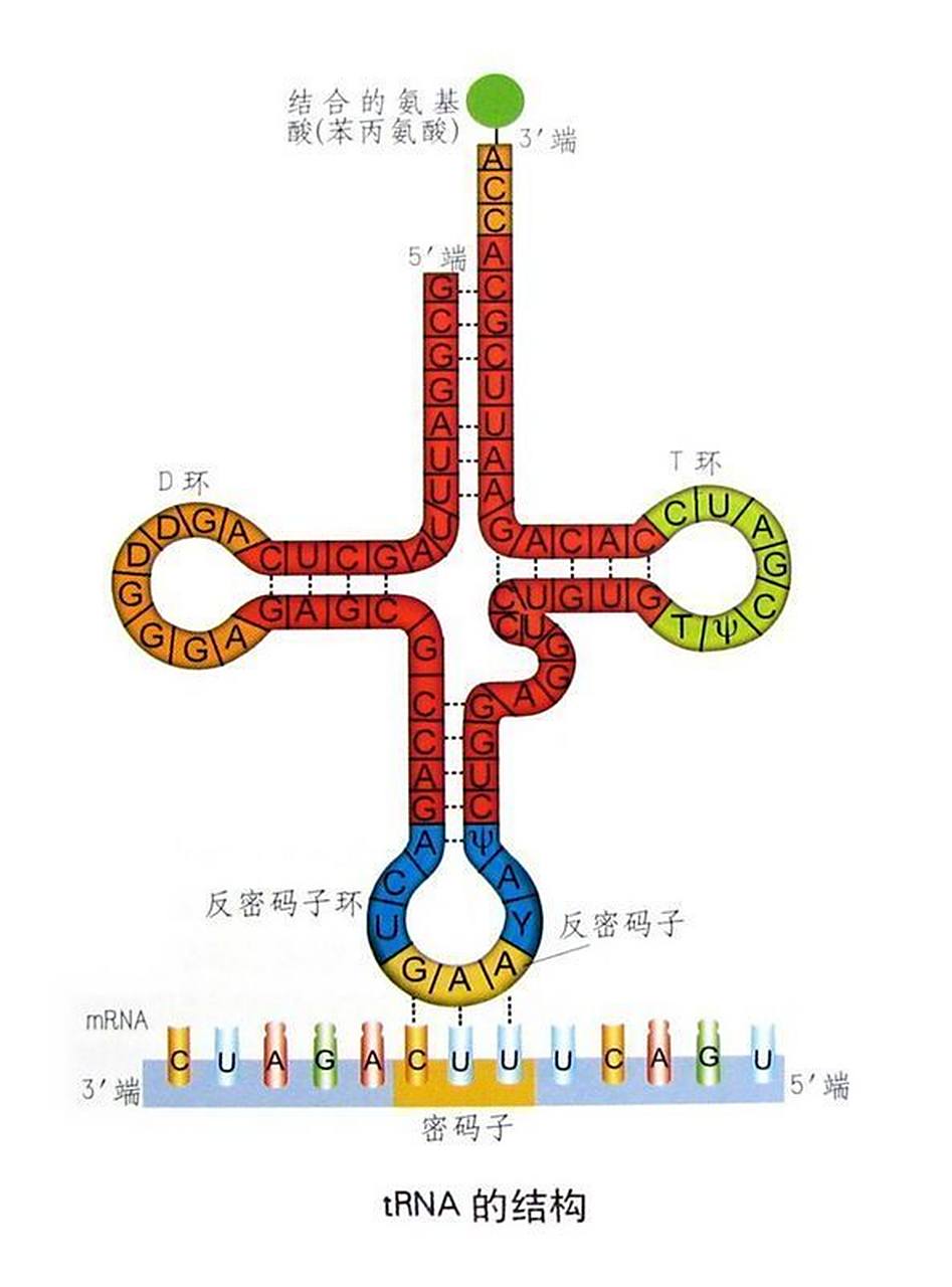 转发这个转运rna,一周内你一定会收到好消息[兔子]